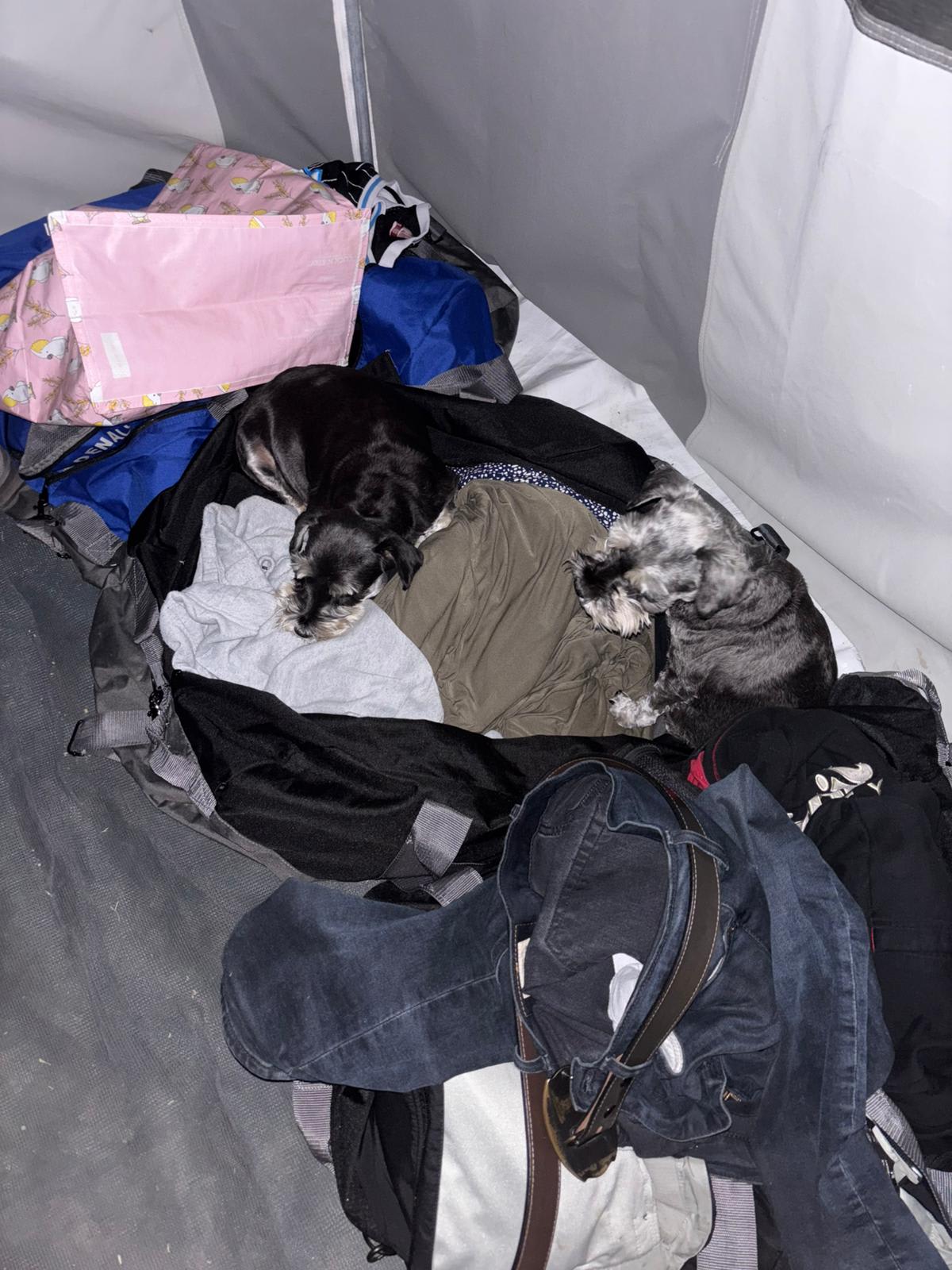 Someone woke at 4am and found these two in the awning 😍