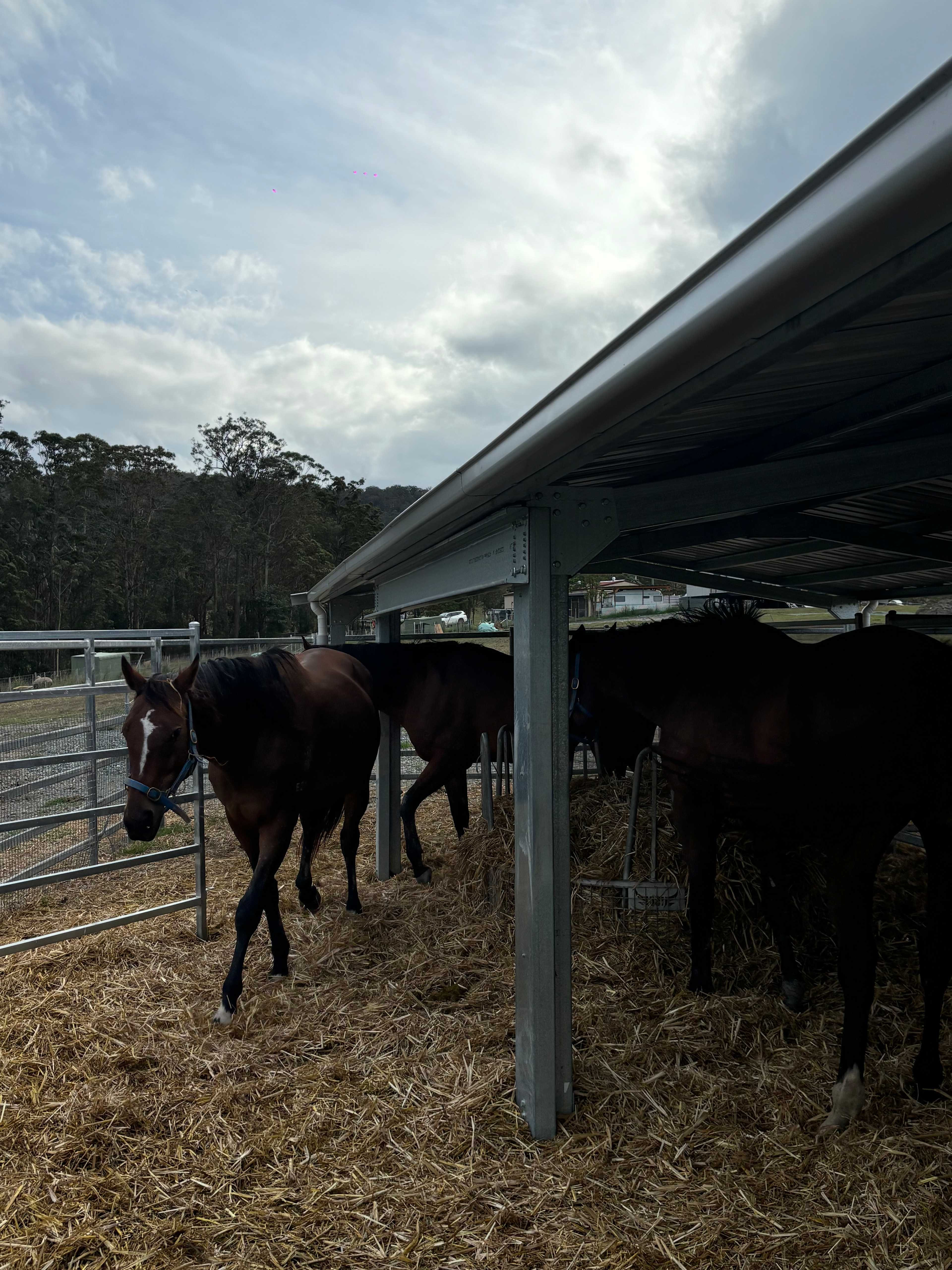 Luckystars Sanctuary