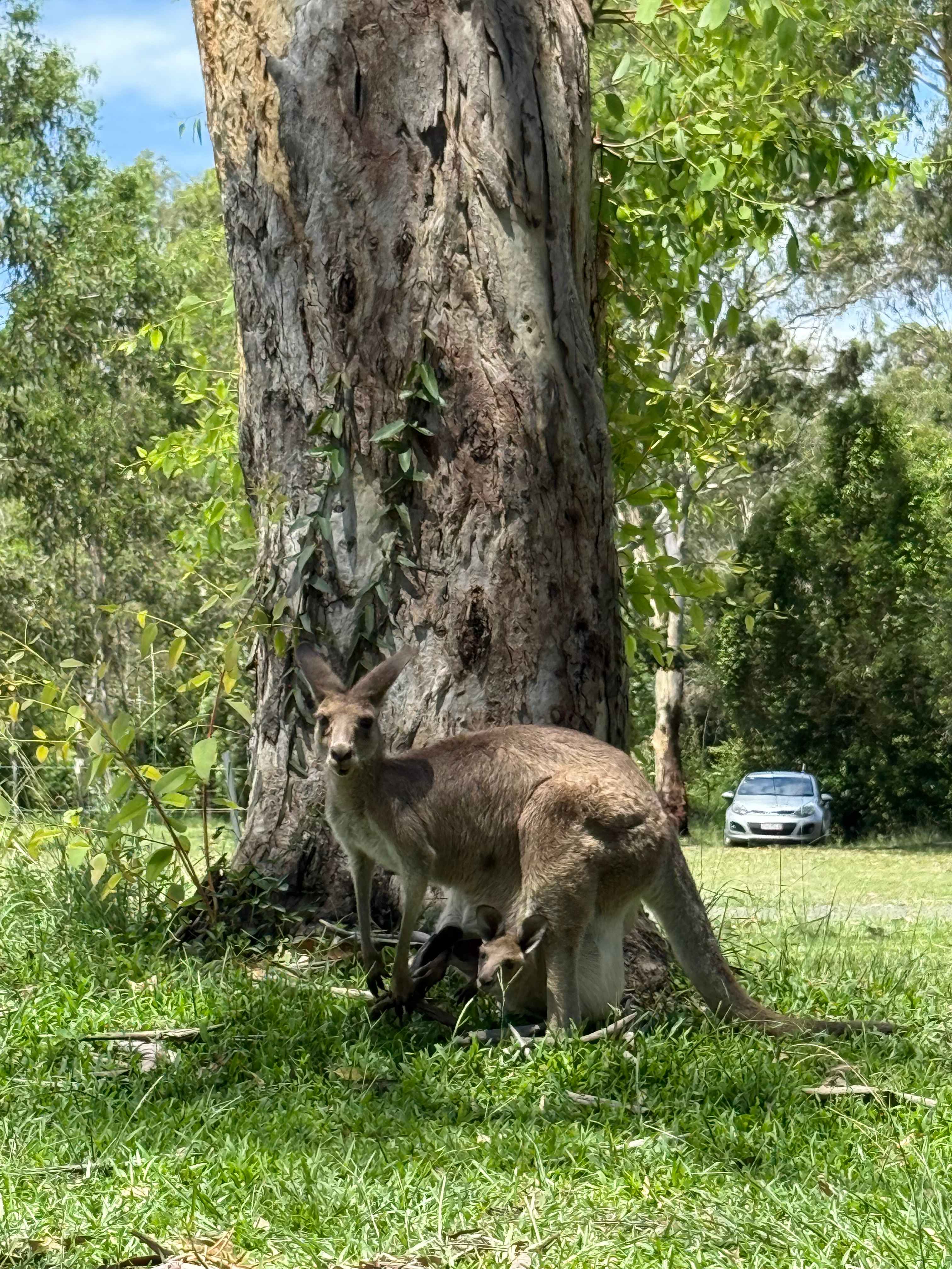 Habitat Noosa Everglades EcoCamp