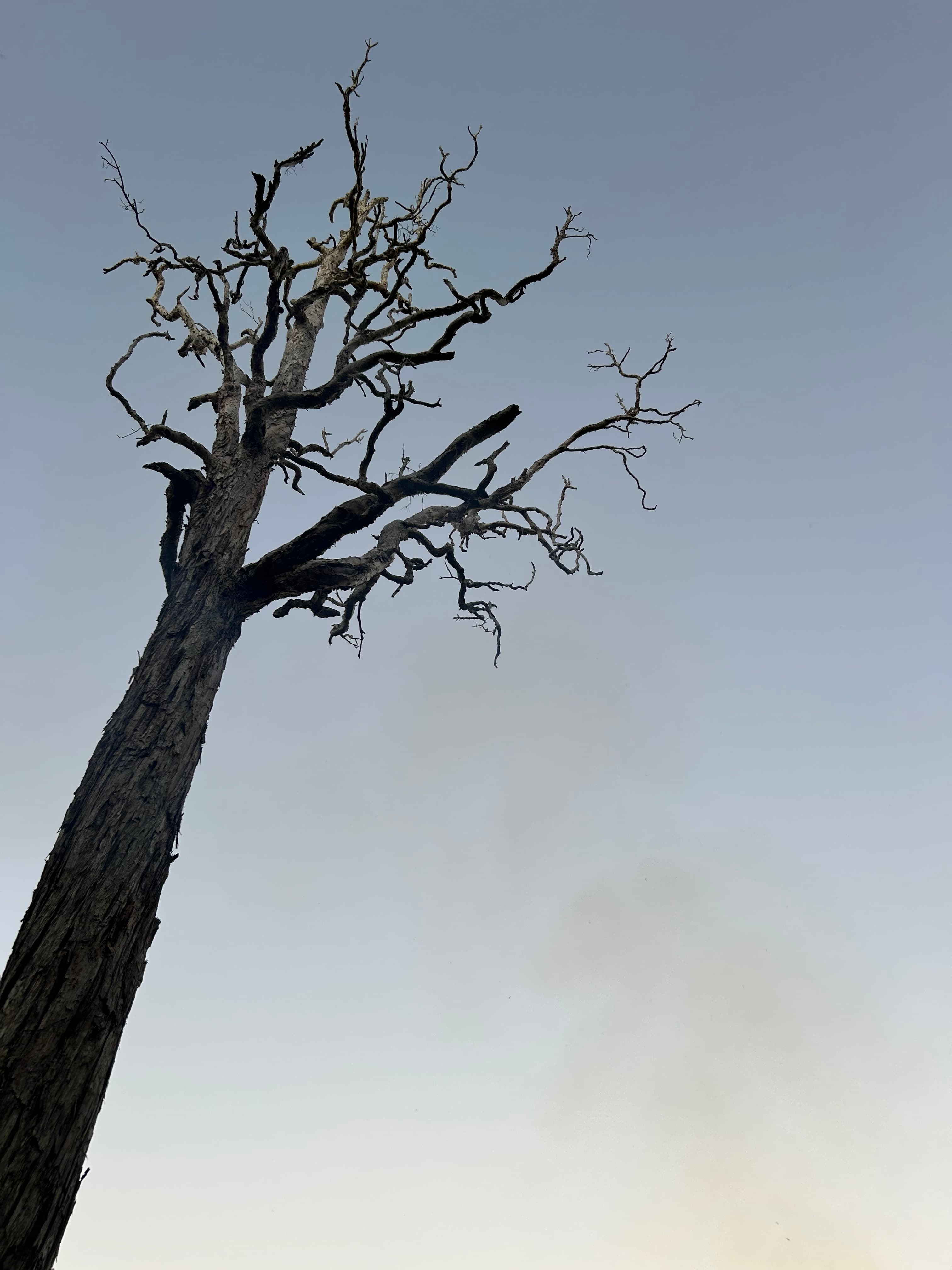 Pipe Dream Bush Camp - Dog Friendly