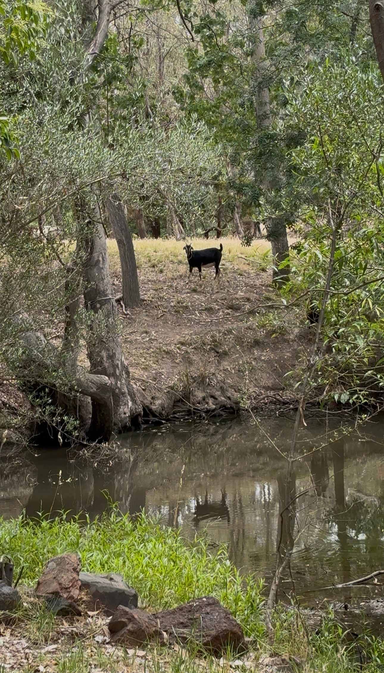 Hidden Beauty on Broken Creek