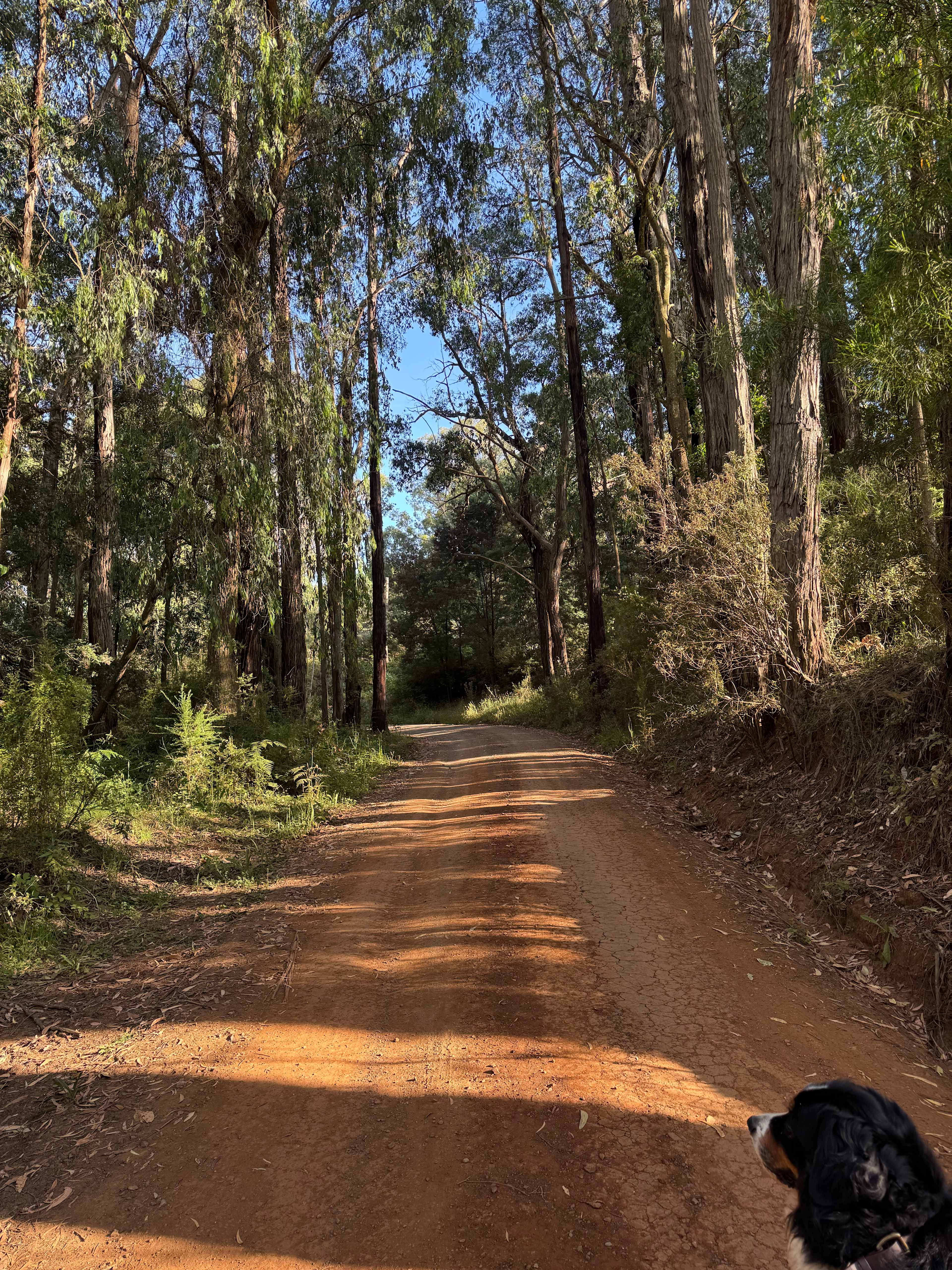 Nerrigundah Contrée Sauvage