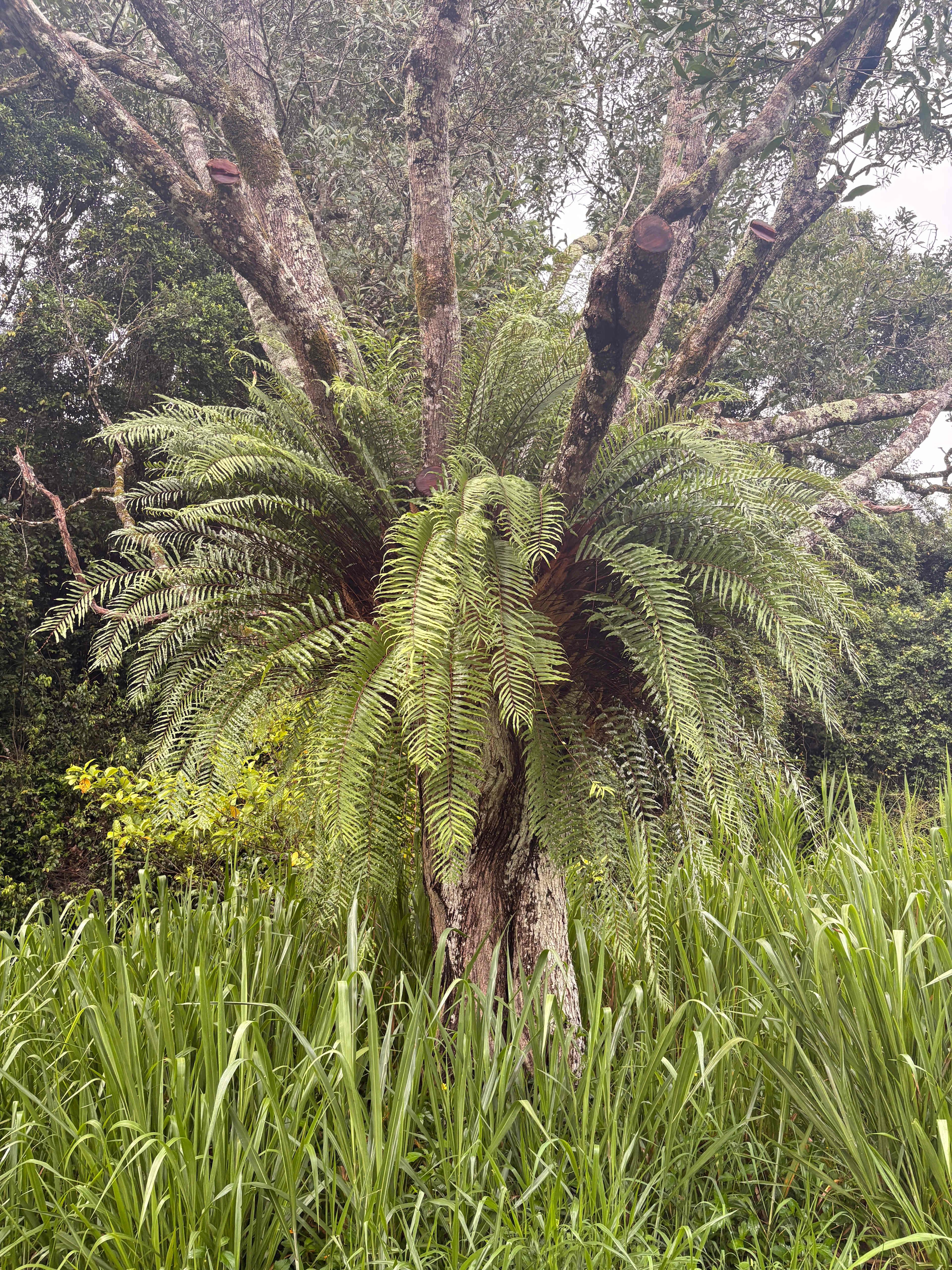 Malanda Stream Private Camping.