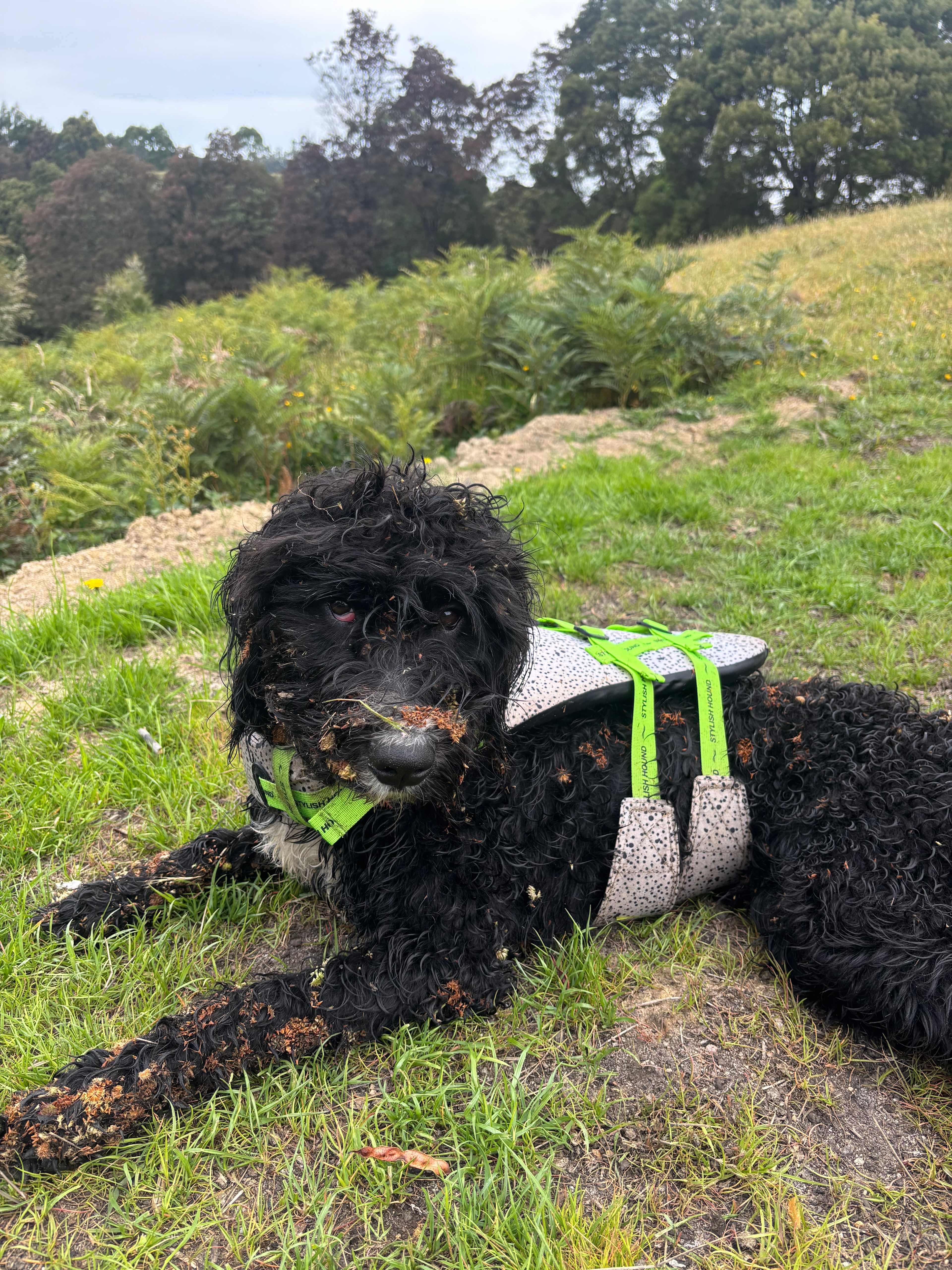 Grass seeds in question! Not prickly- just sticky 