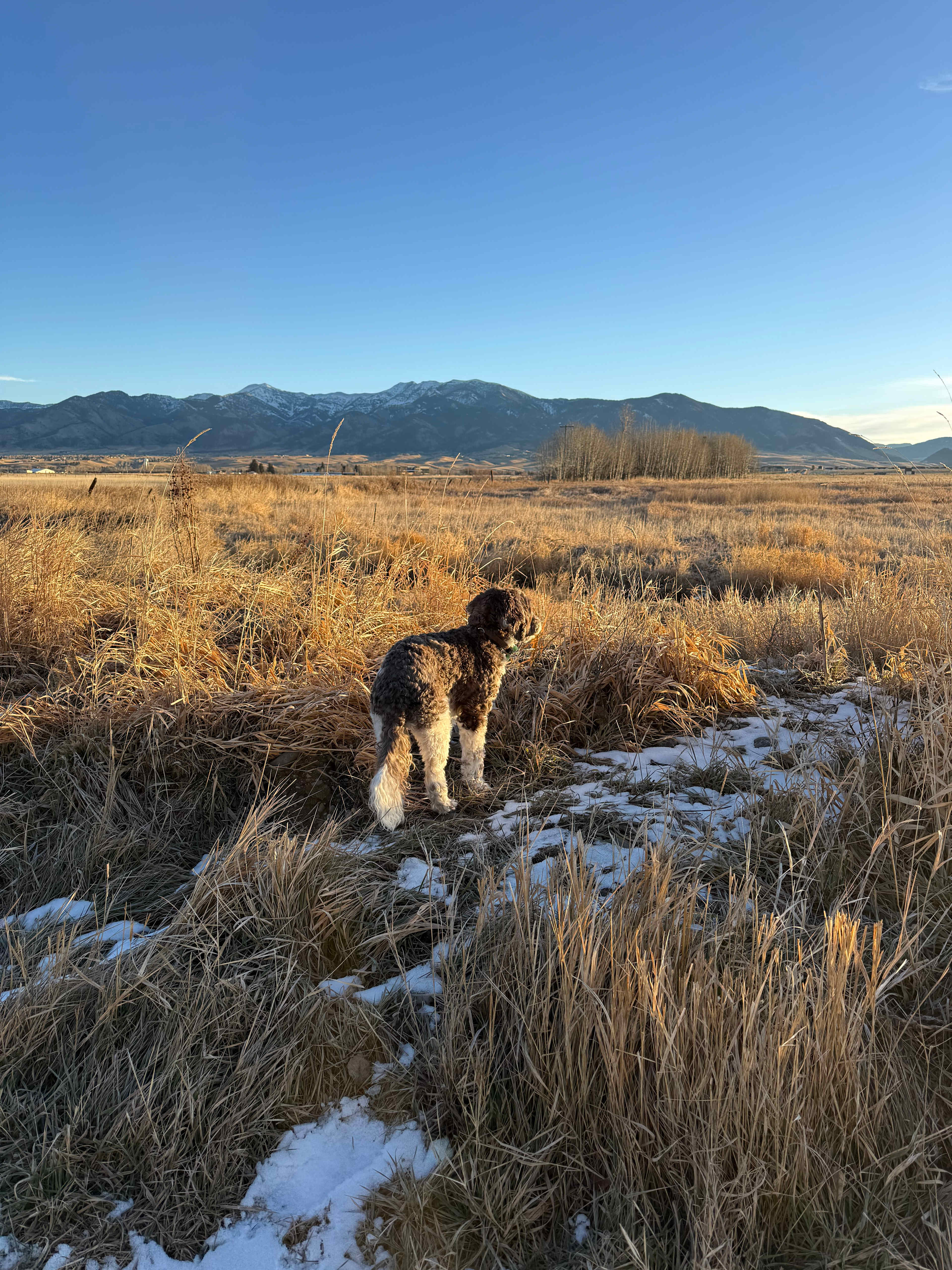 Creekside at Liberty Acres Bozeman
