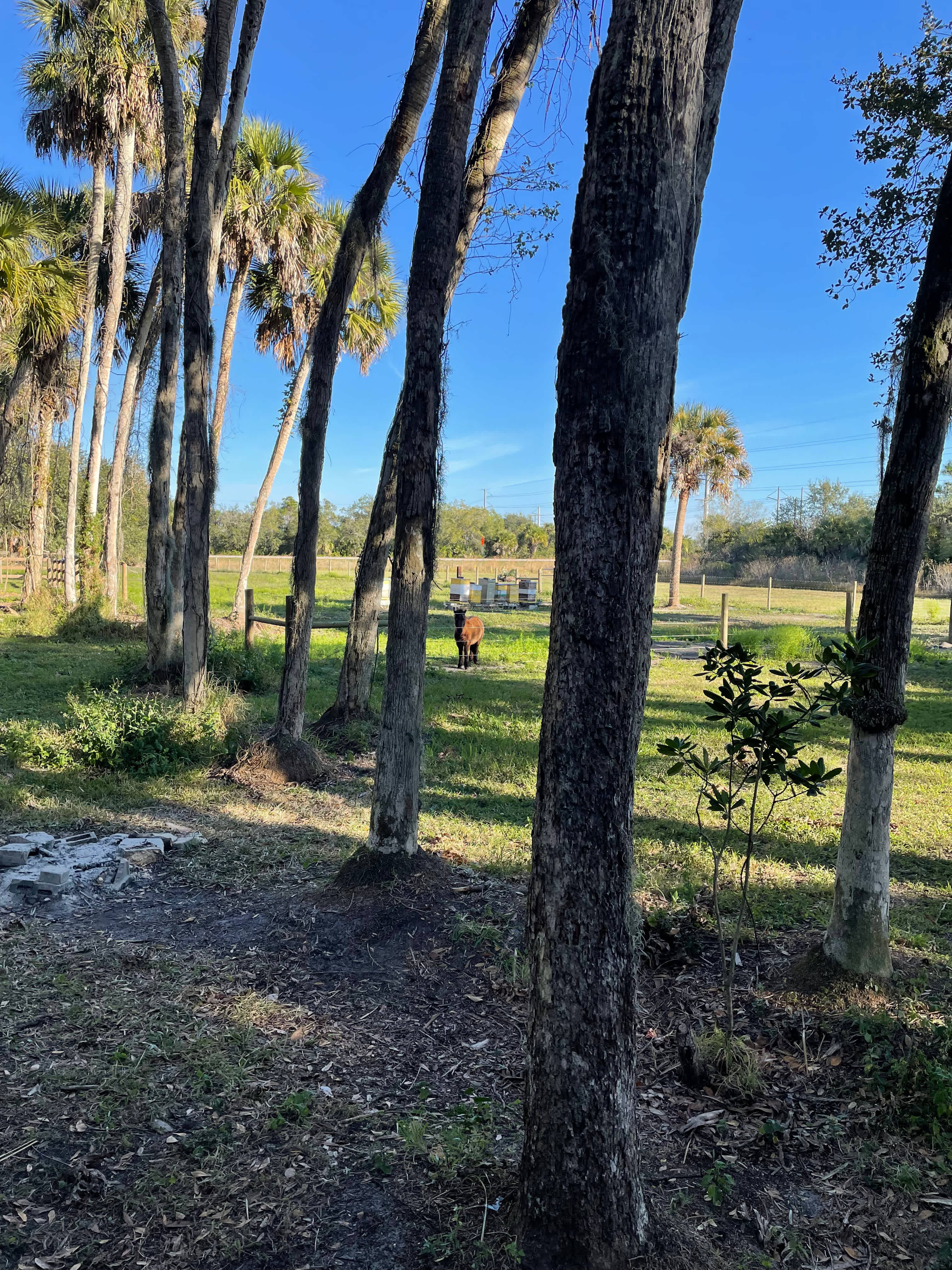 Taste of Old Florida