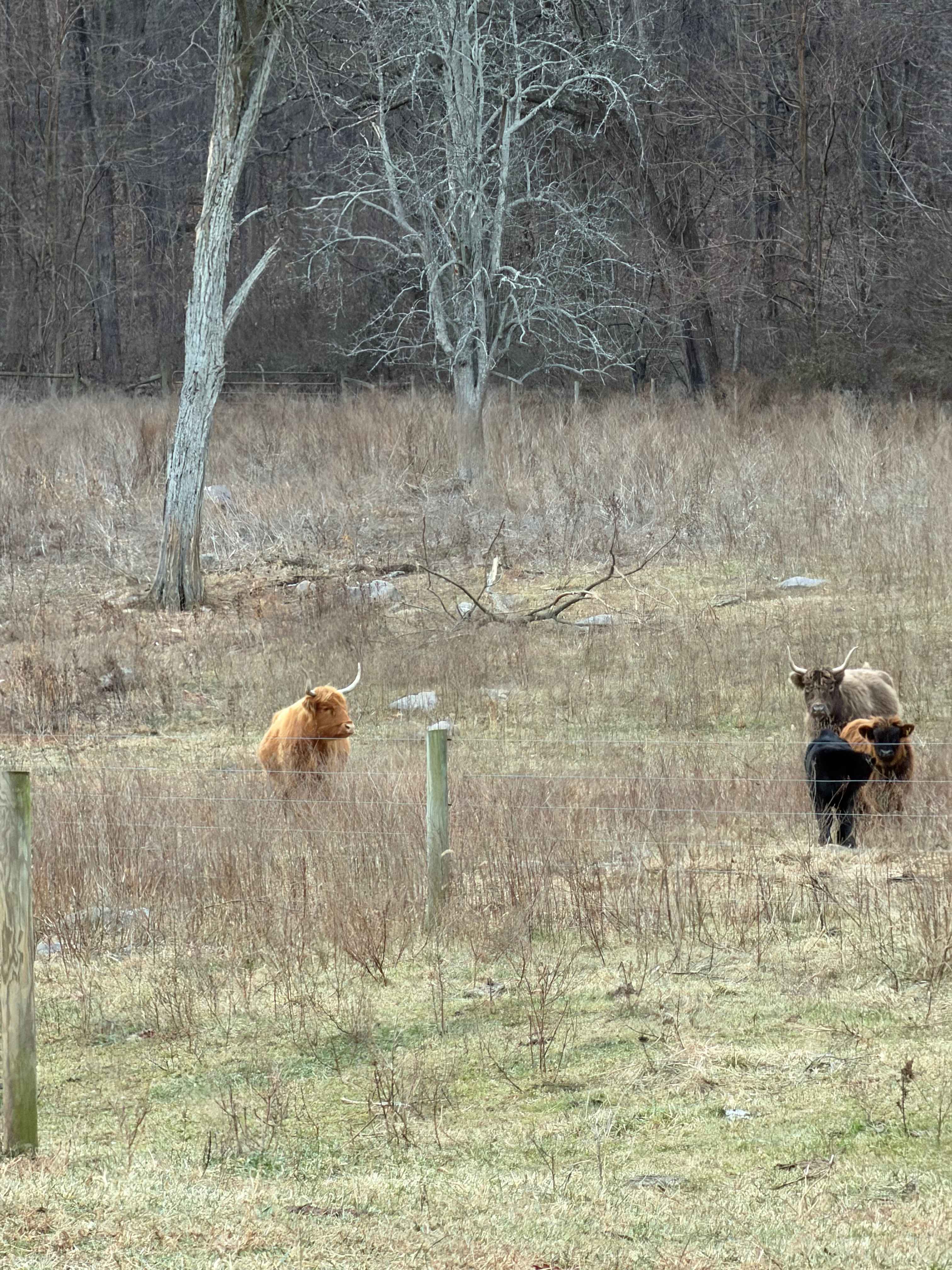 Happy Heart Highlands and Alpacas