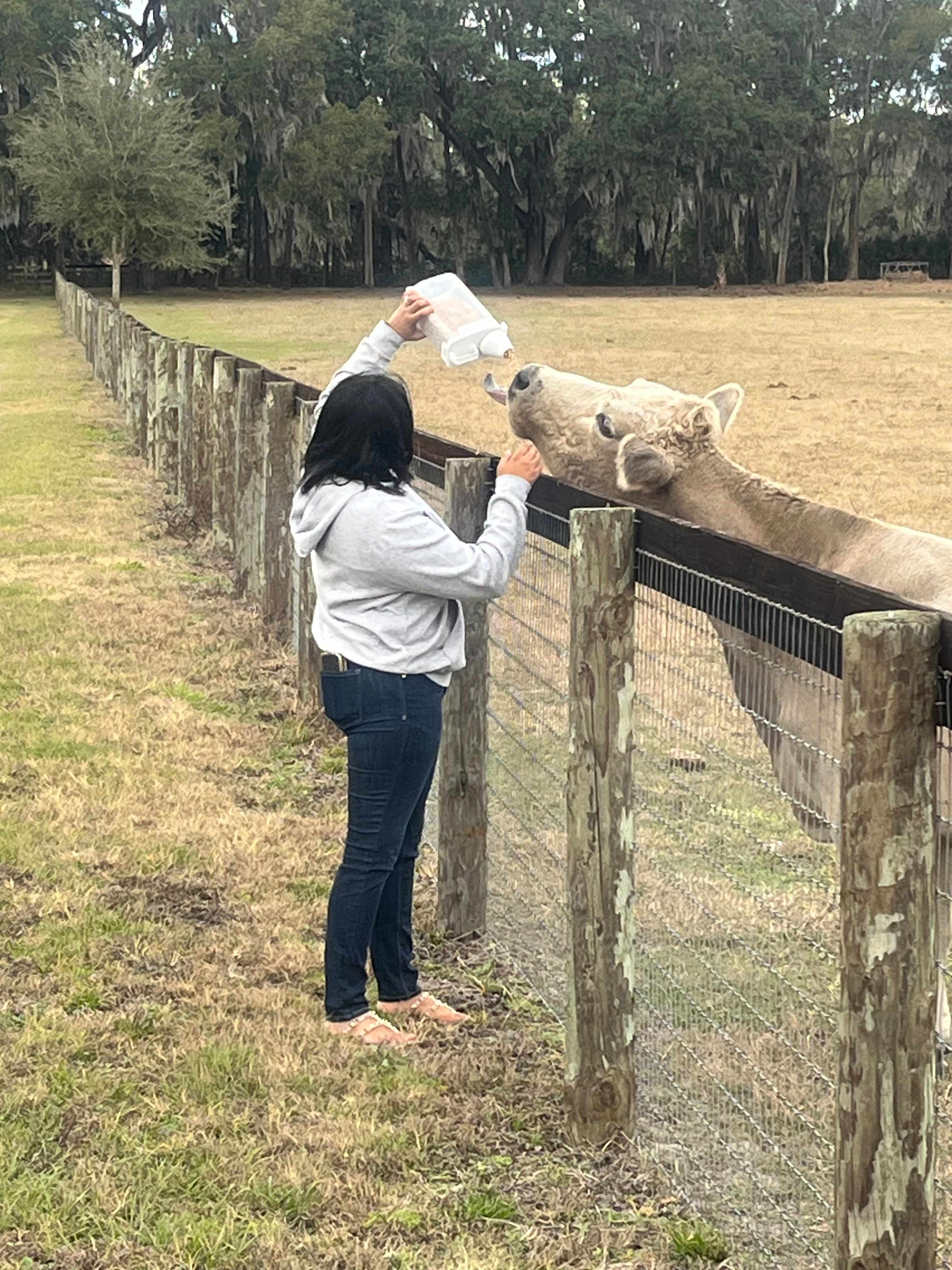 Grass Campers Country Cow Farm