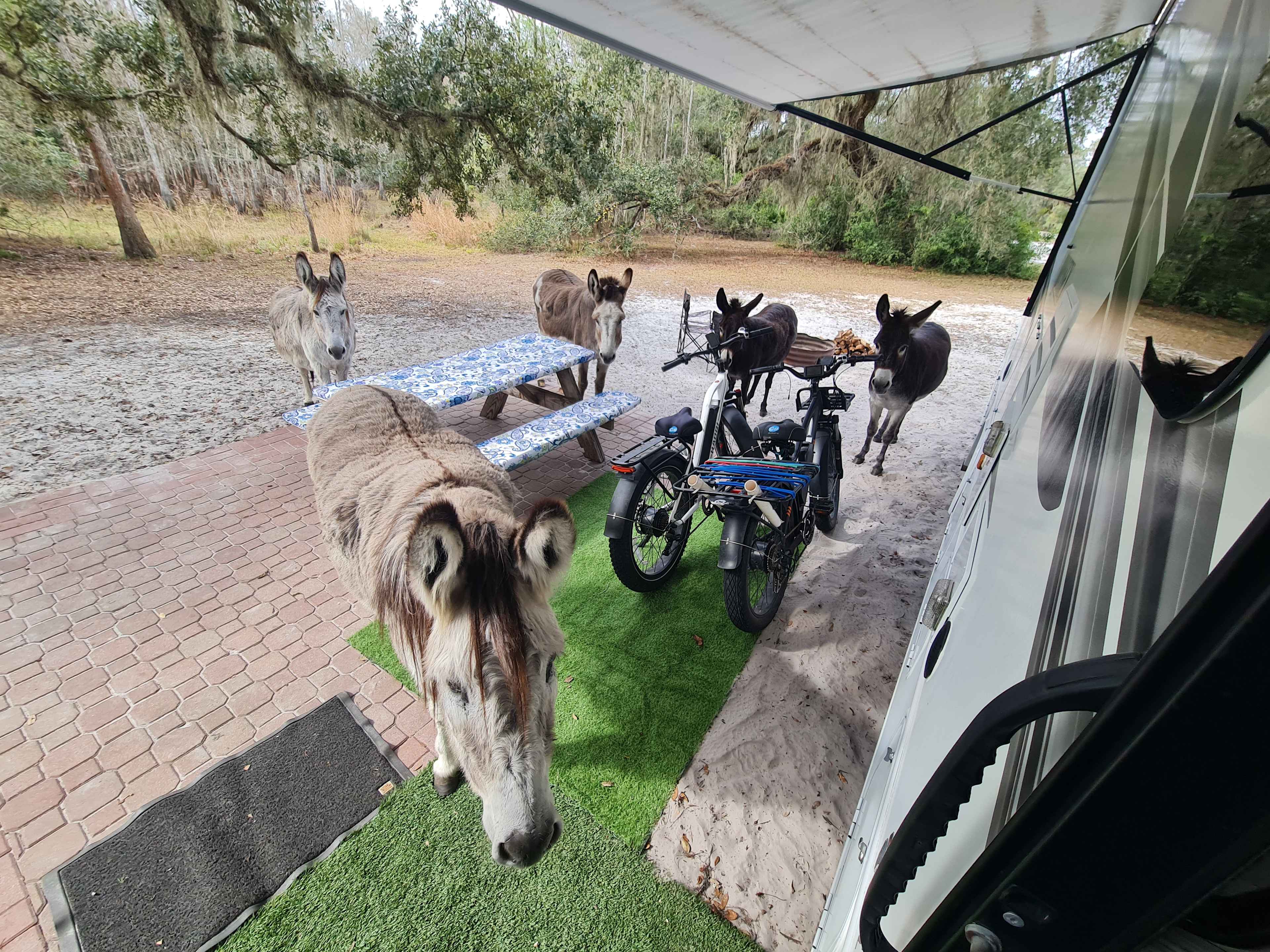 Sweetheart donkeys they love celery