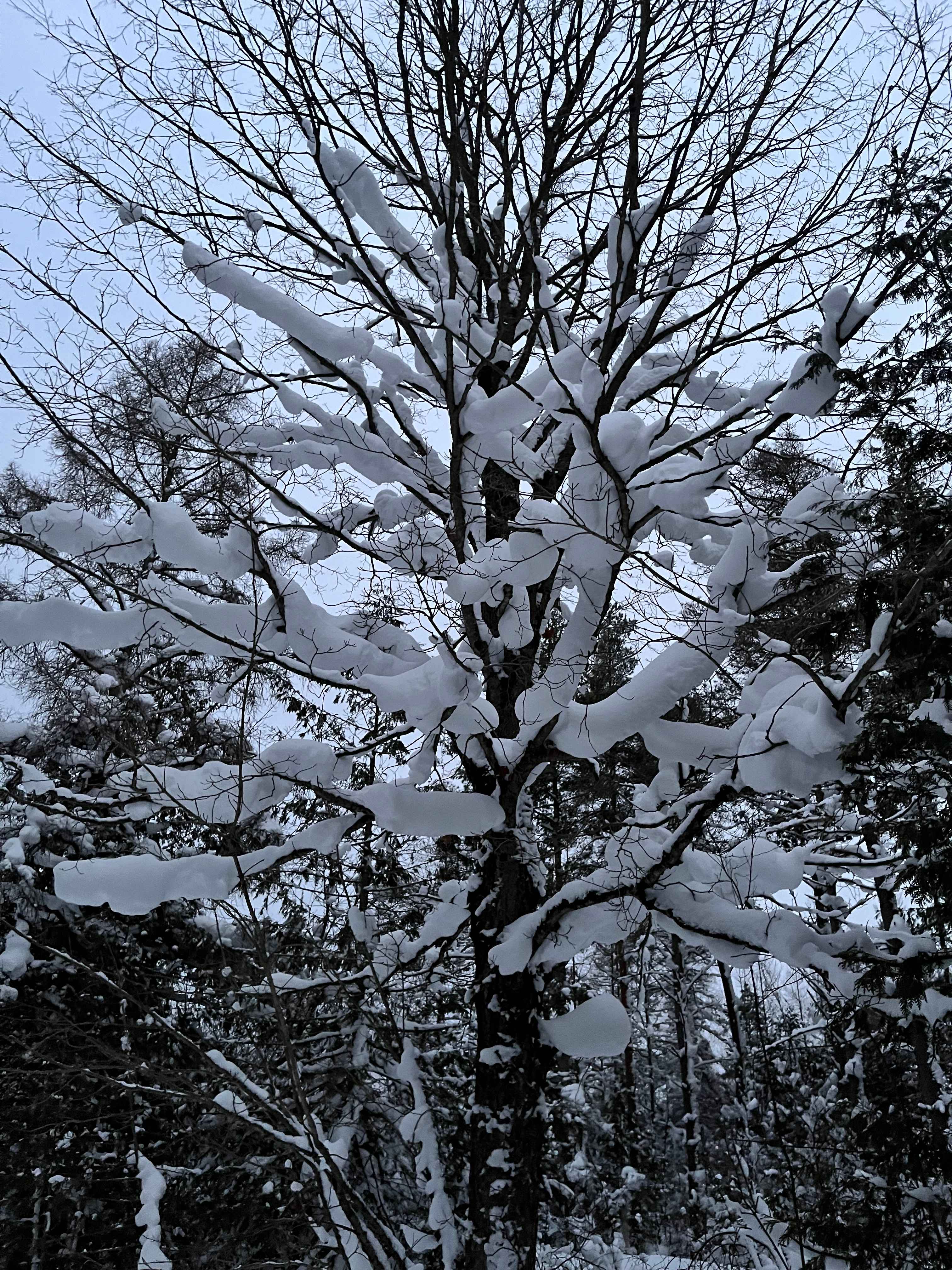 Pinehaven Camping And Cabin