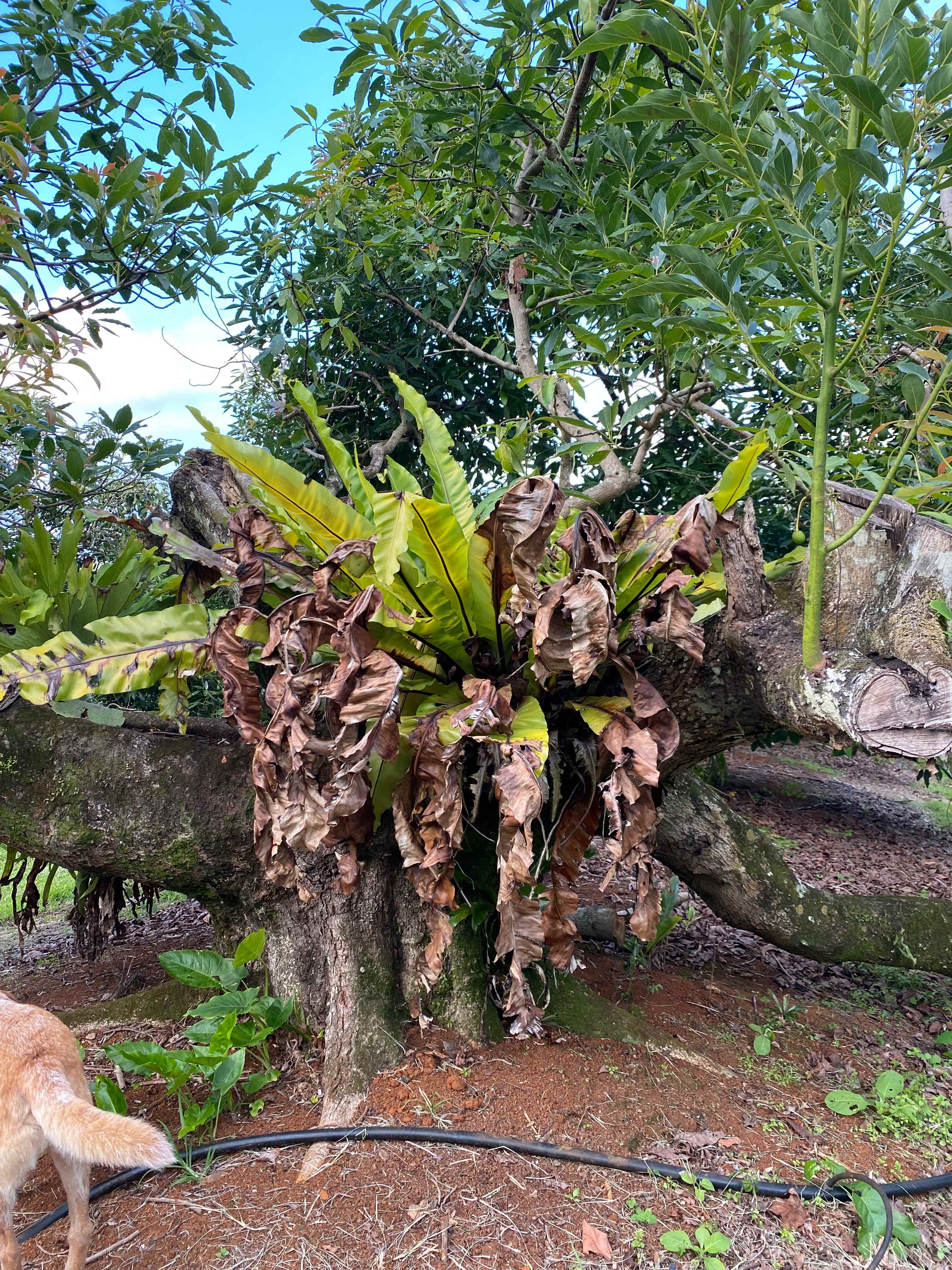 Tremayne - The Old Avocado Farm