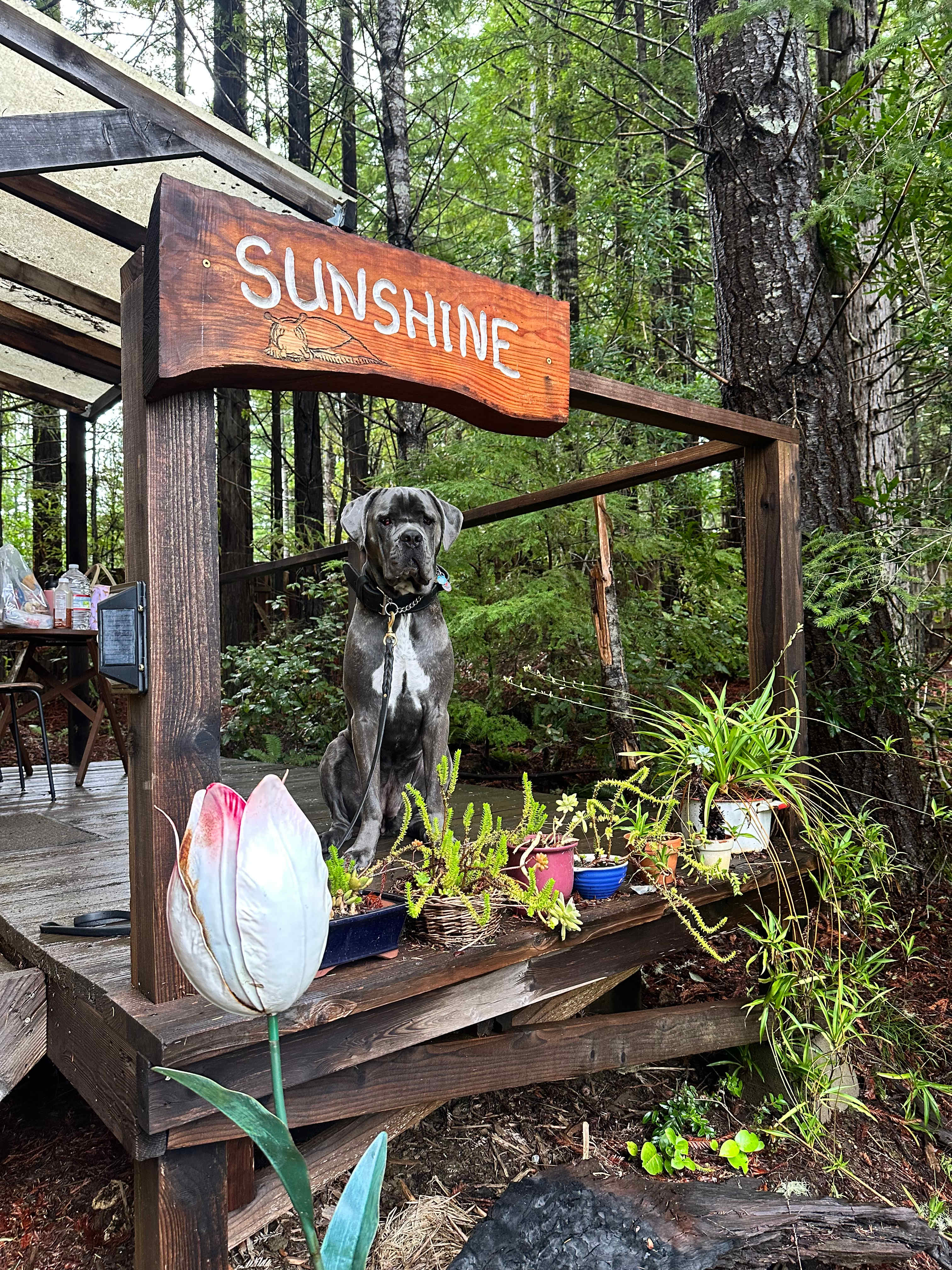 Baby Banana Slug Farm