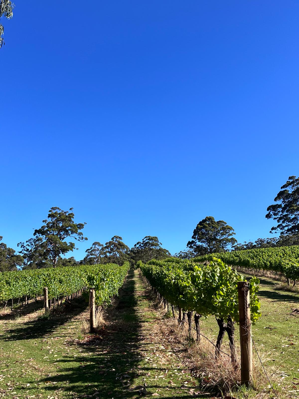Stunning Rockcliffe Vineyard