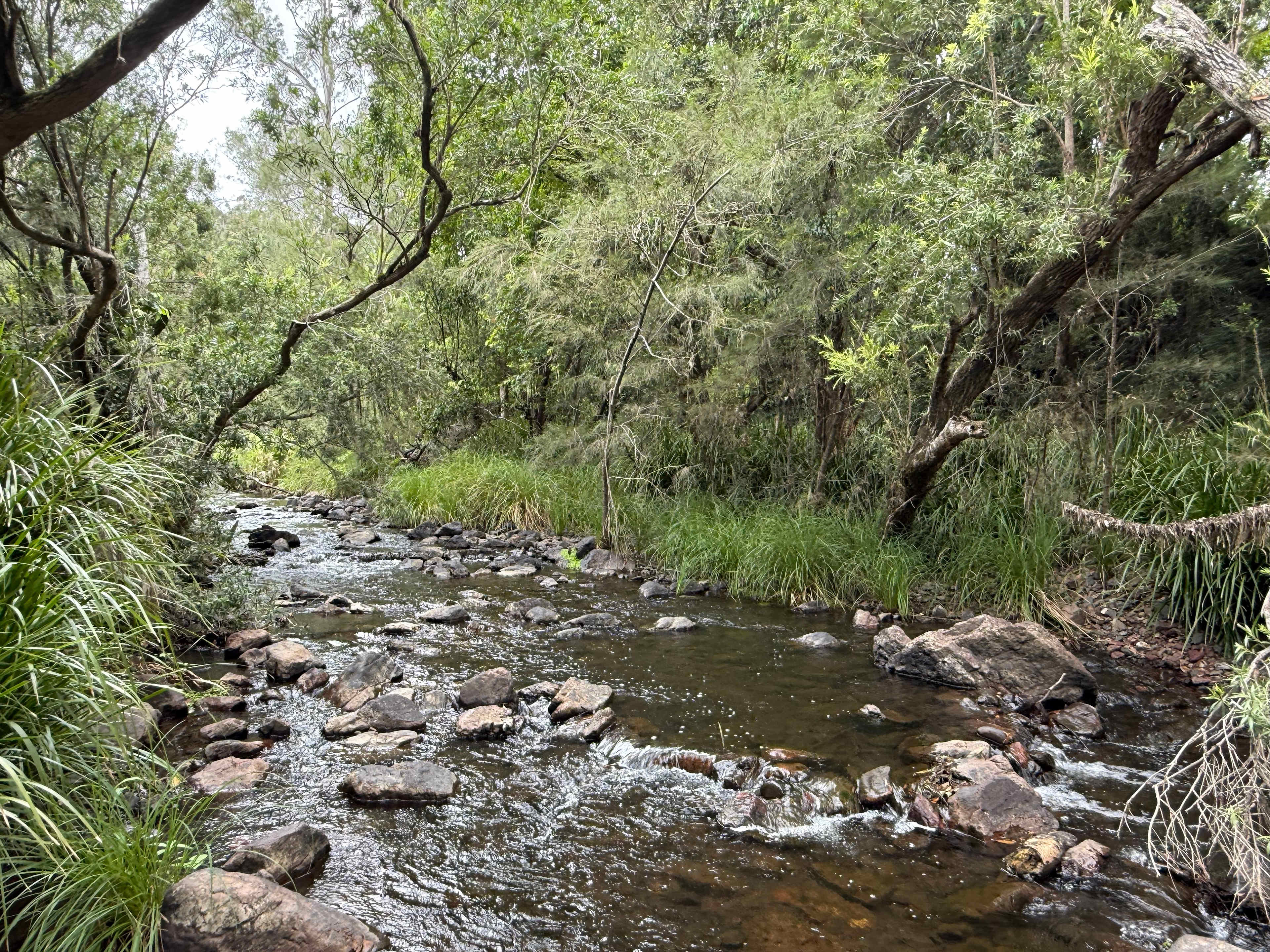 Lomandra swimming spot