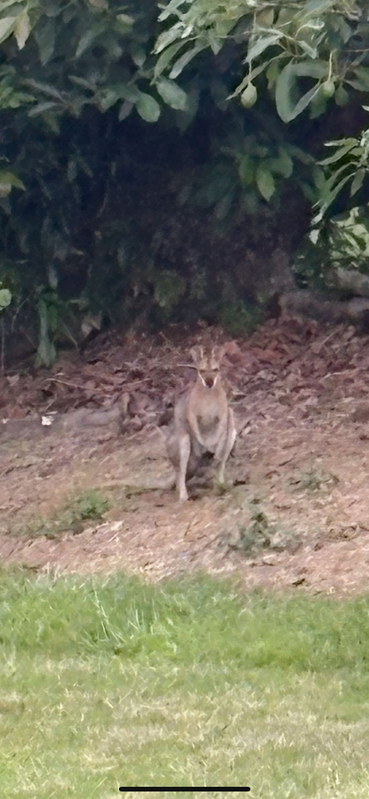 Tremayne - The Old Avocado Farm
