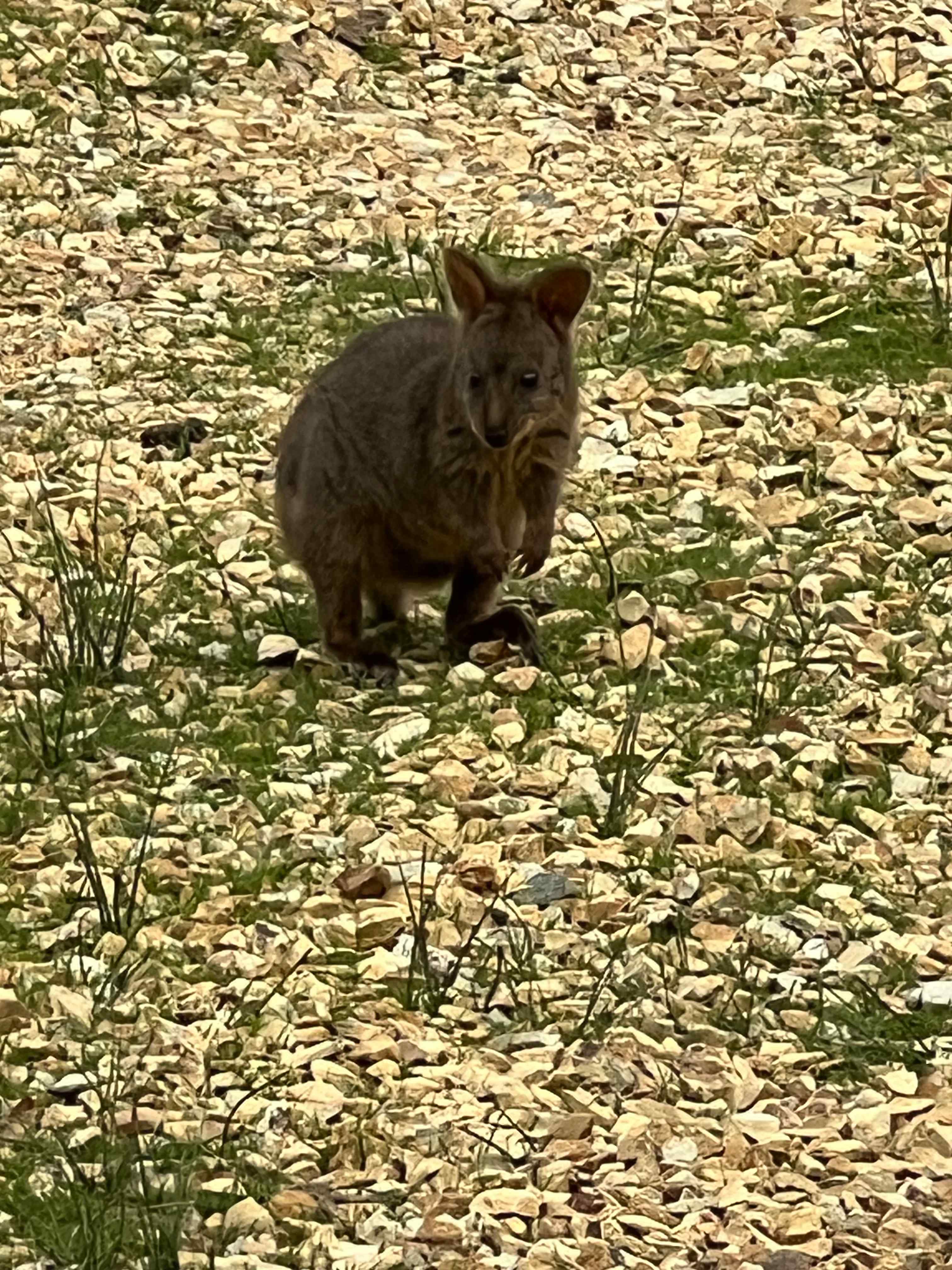 Woodleigh - where beach meets bush