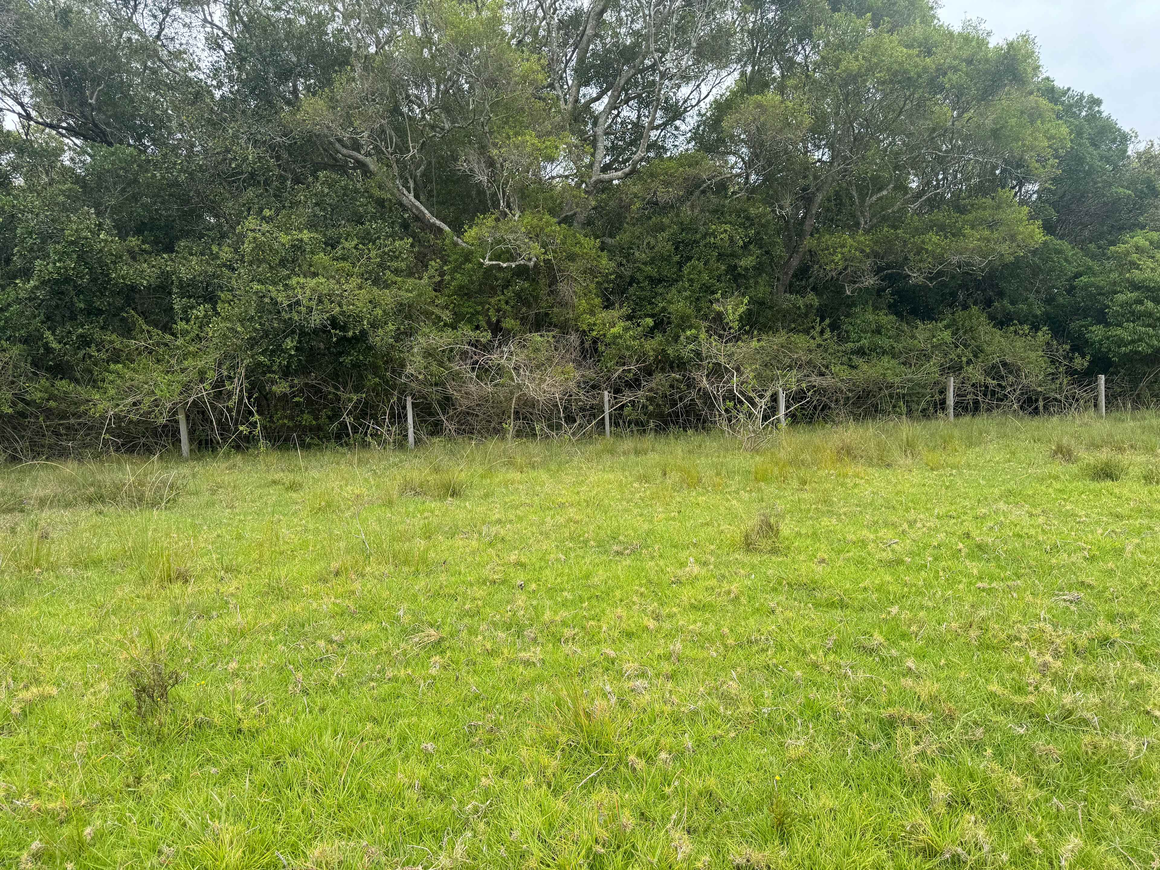 Youngster’s Paddock