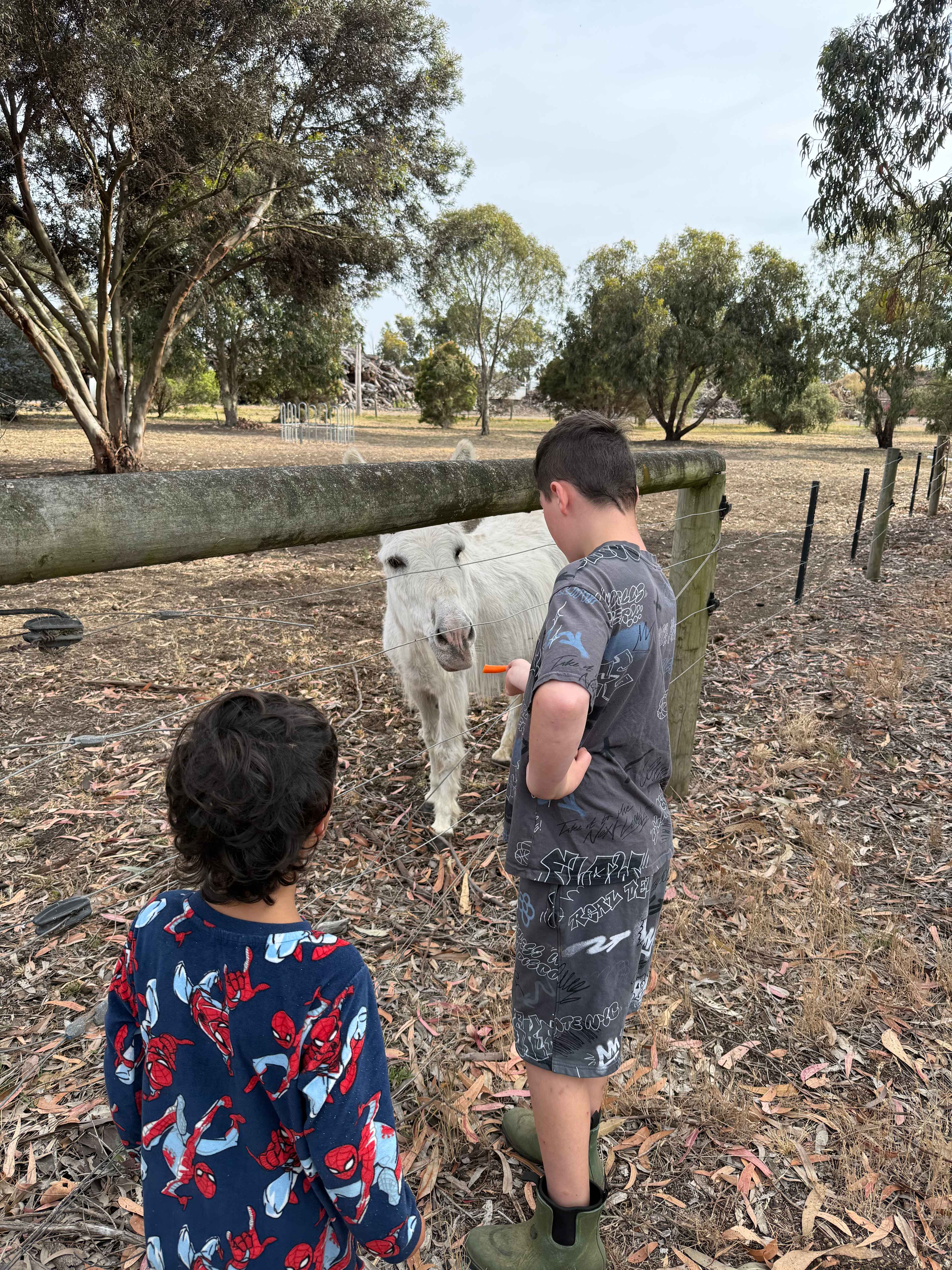 Reedy Lakes Farm Stay