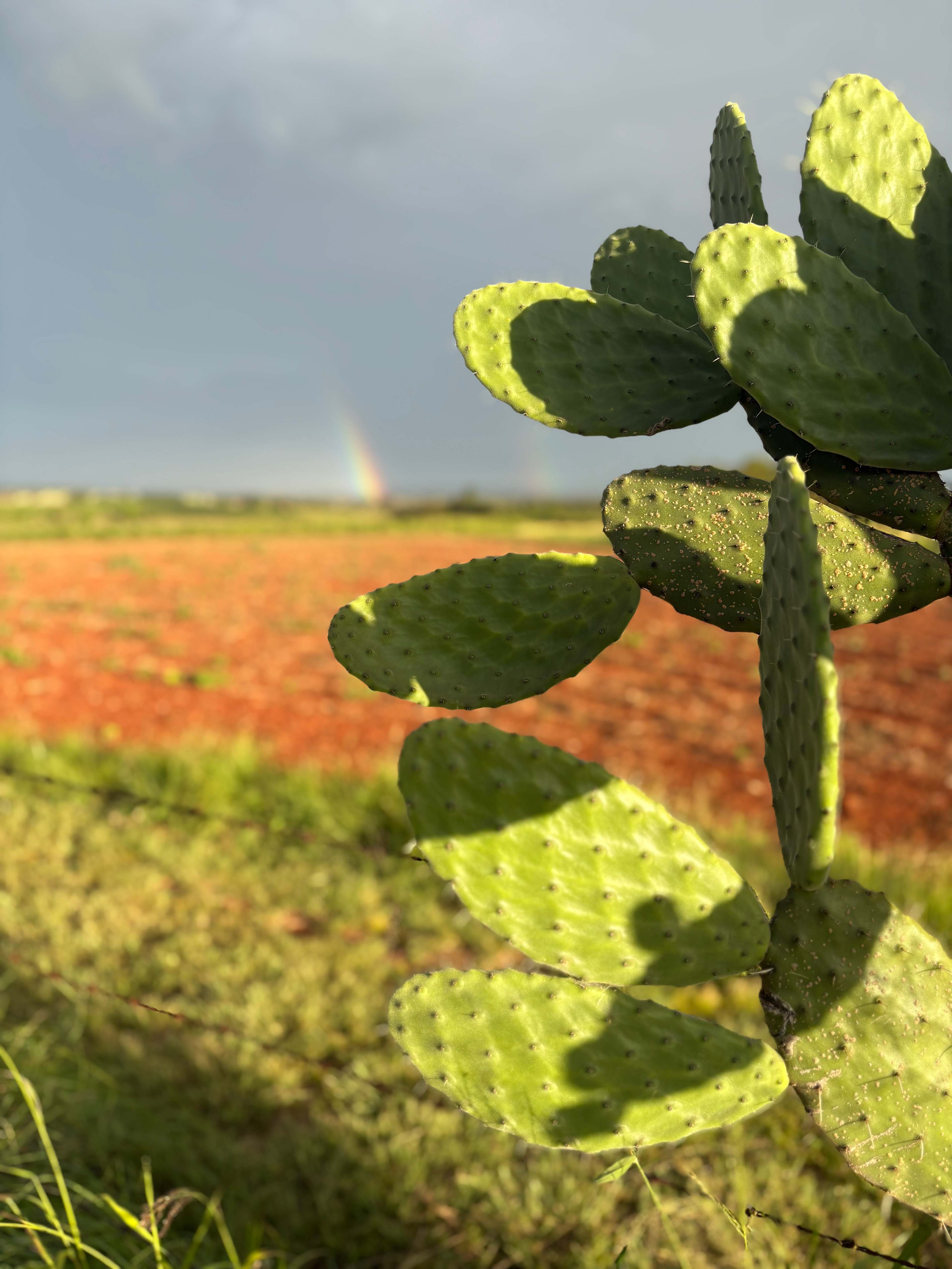 Double Rainbow beyond cactus corner
