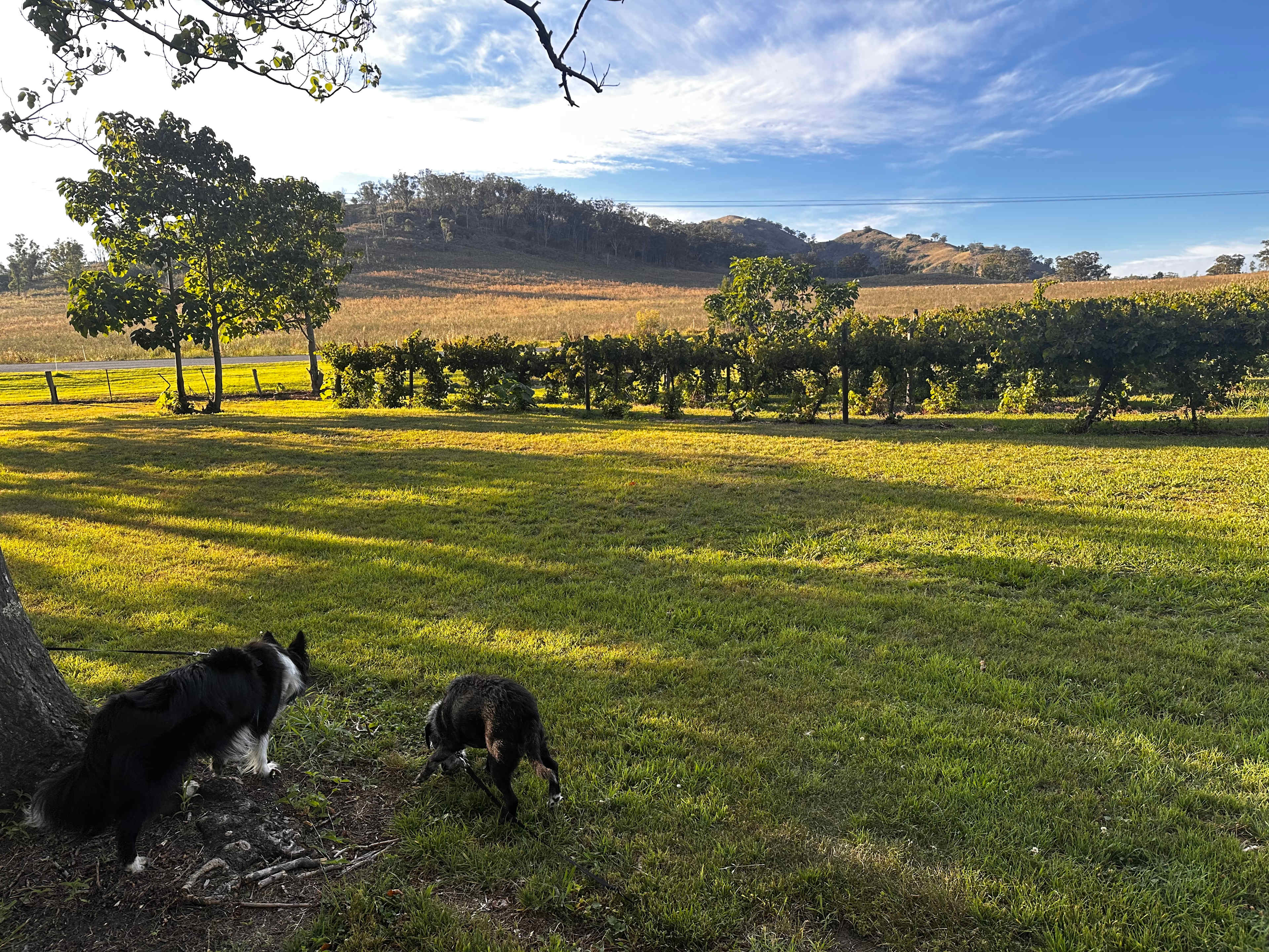 Roma Orchard - Hunter Valley