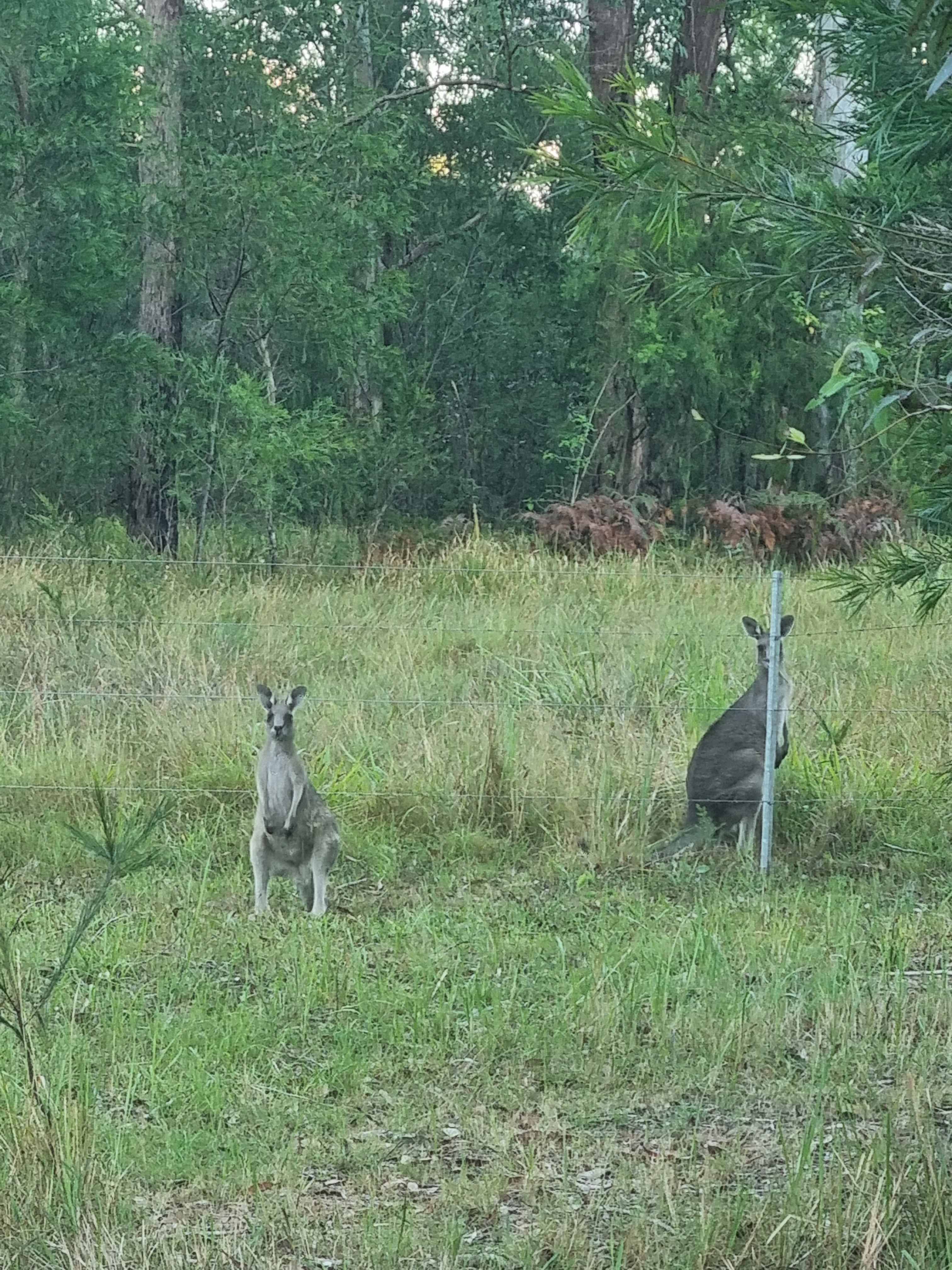 Heartwood - tranquility