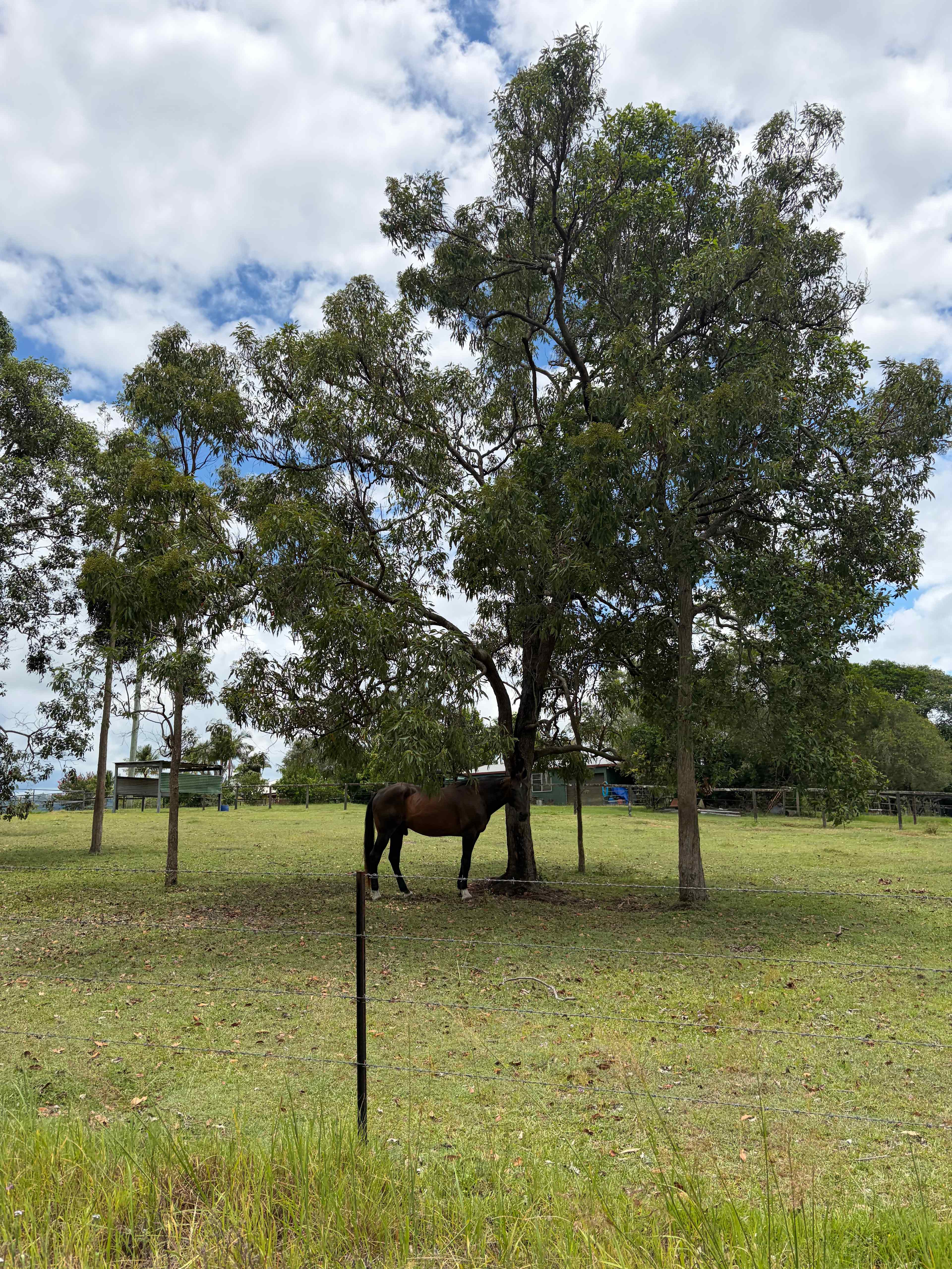 Bushywood at Woodfordskilake