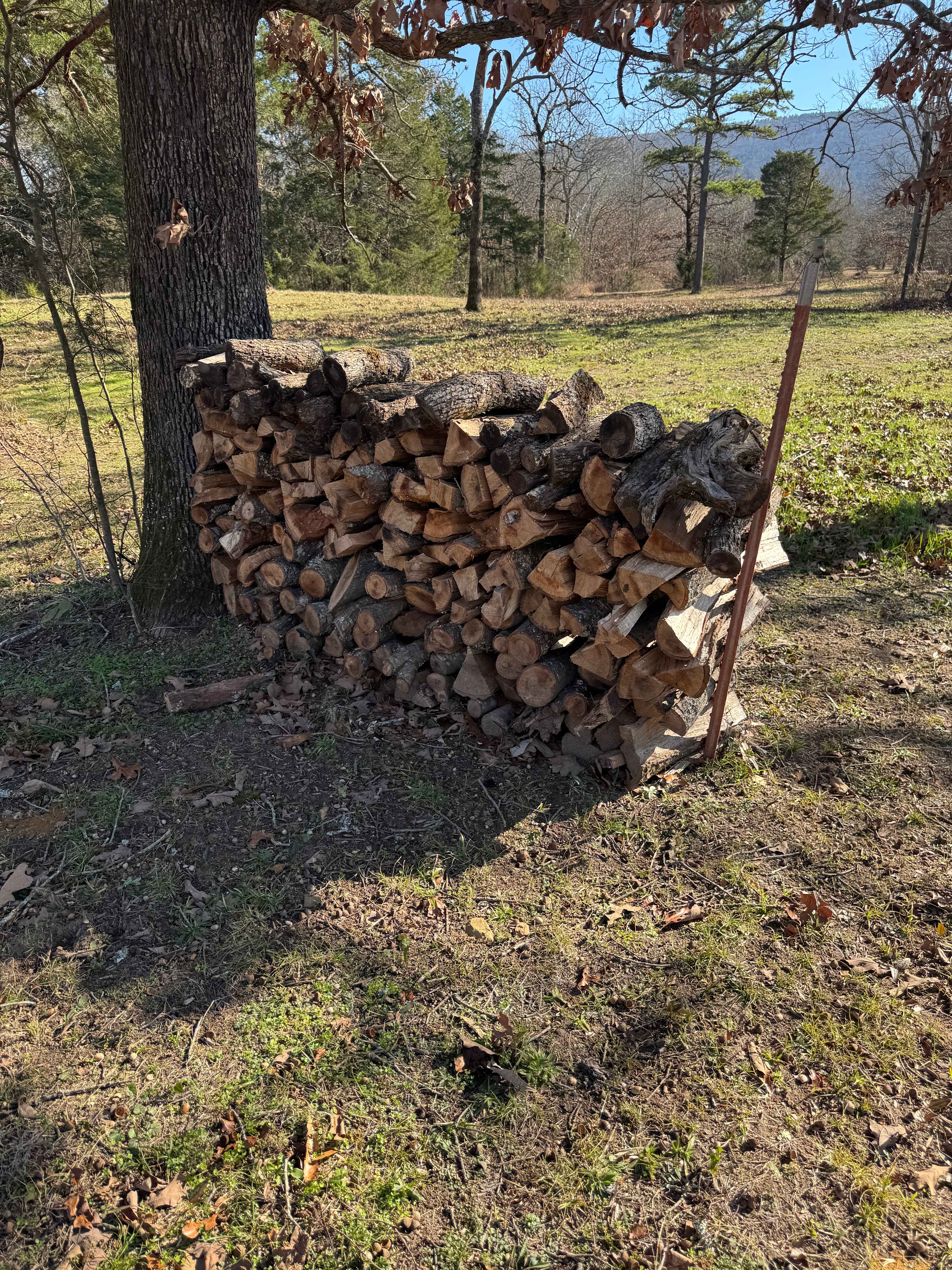 So much firewood!!! 