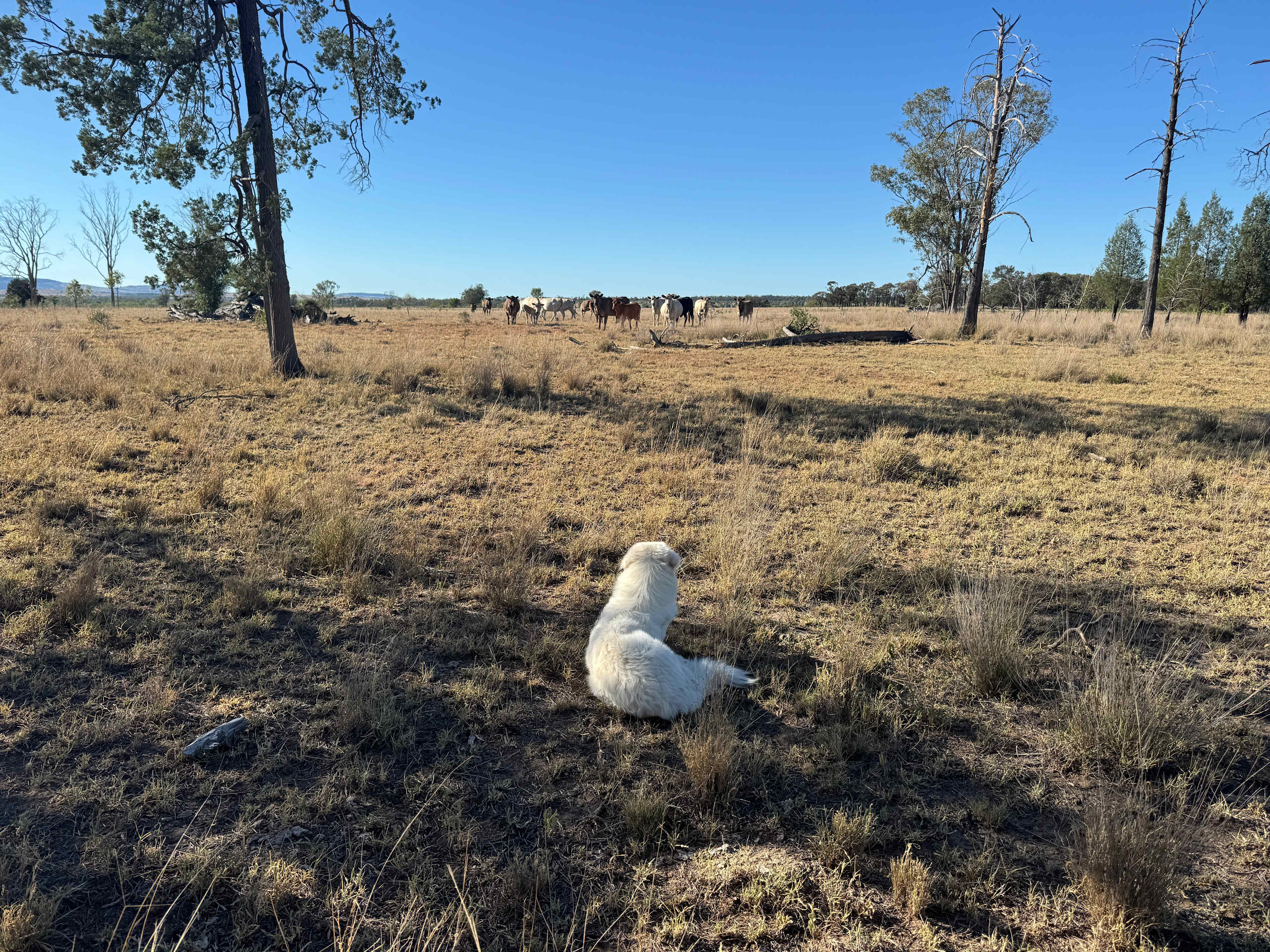 Checking on the Cows
