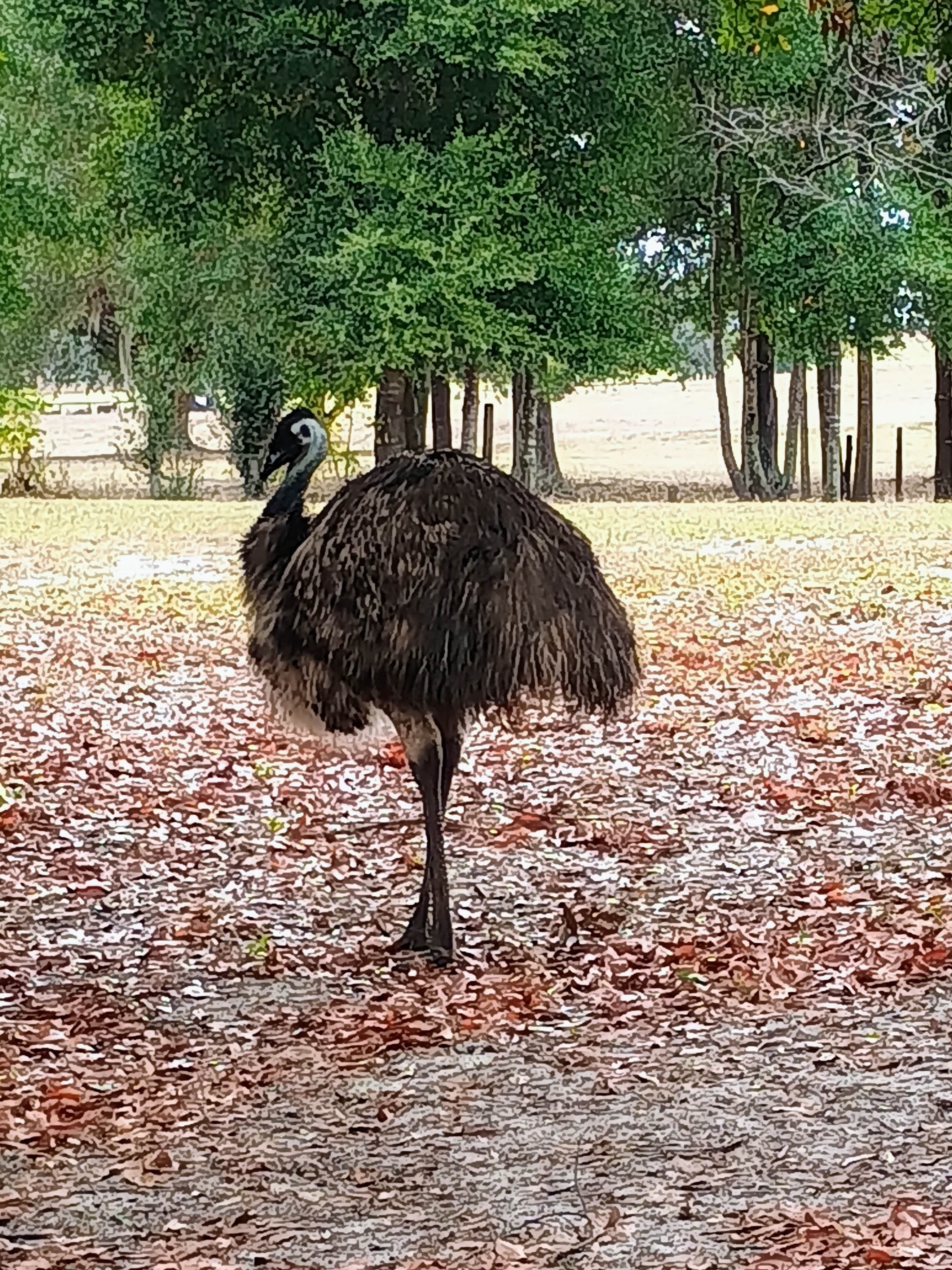 EMU ALERT! 