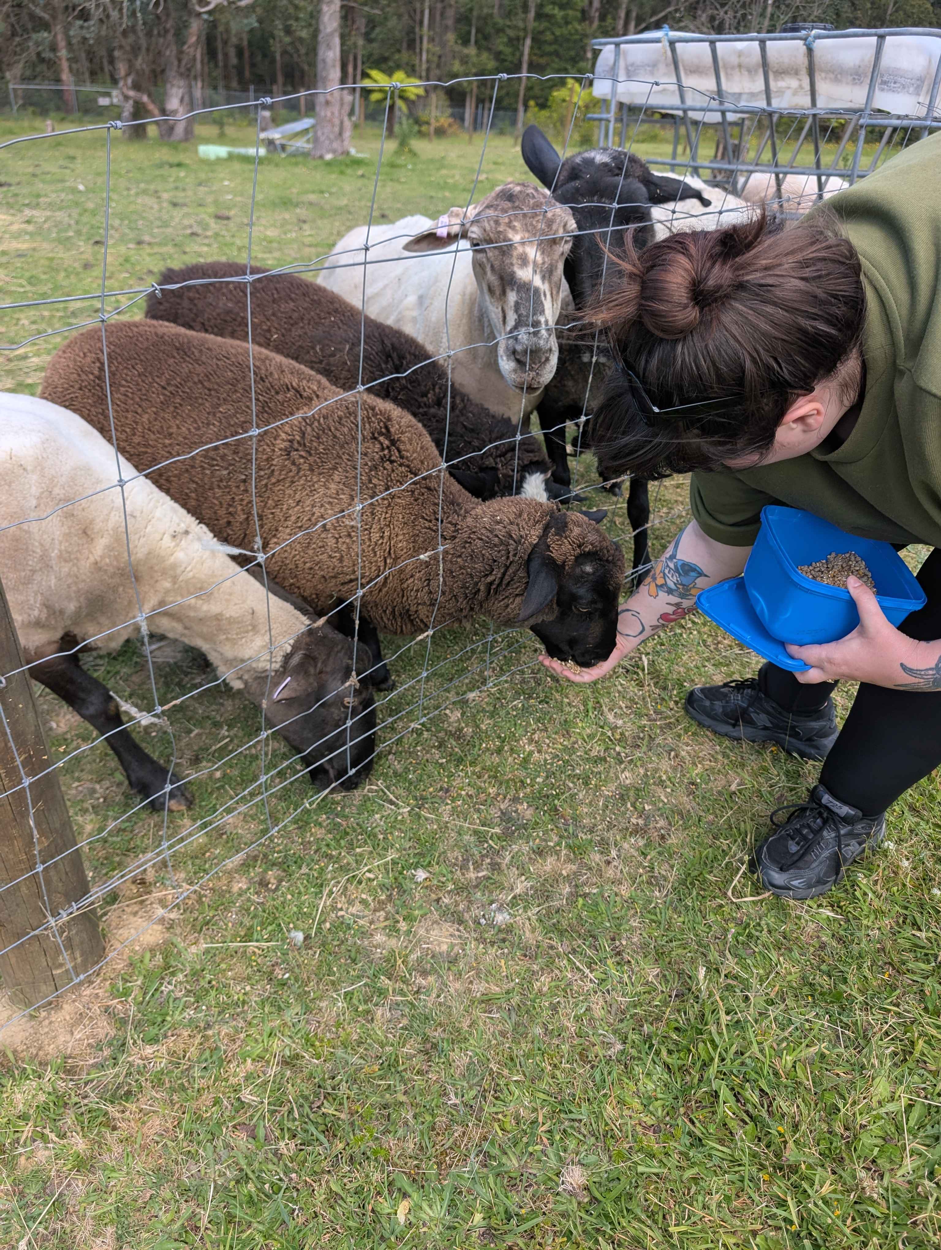 Snack time for sheep