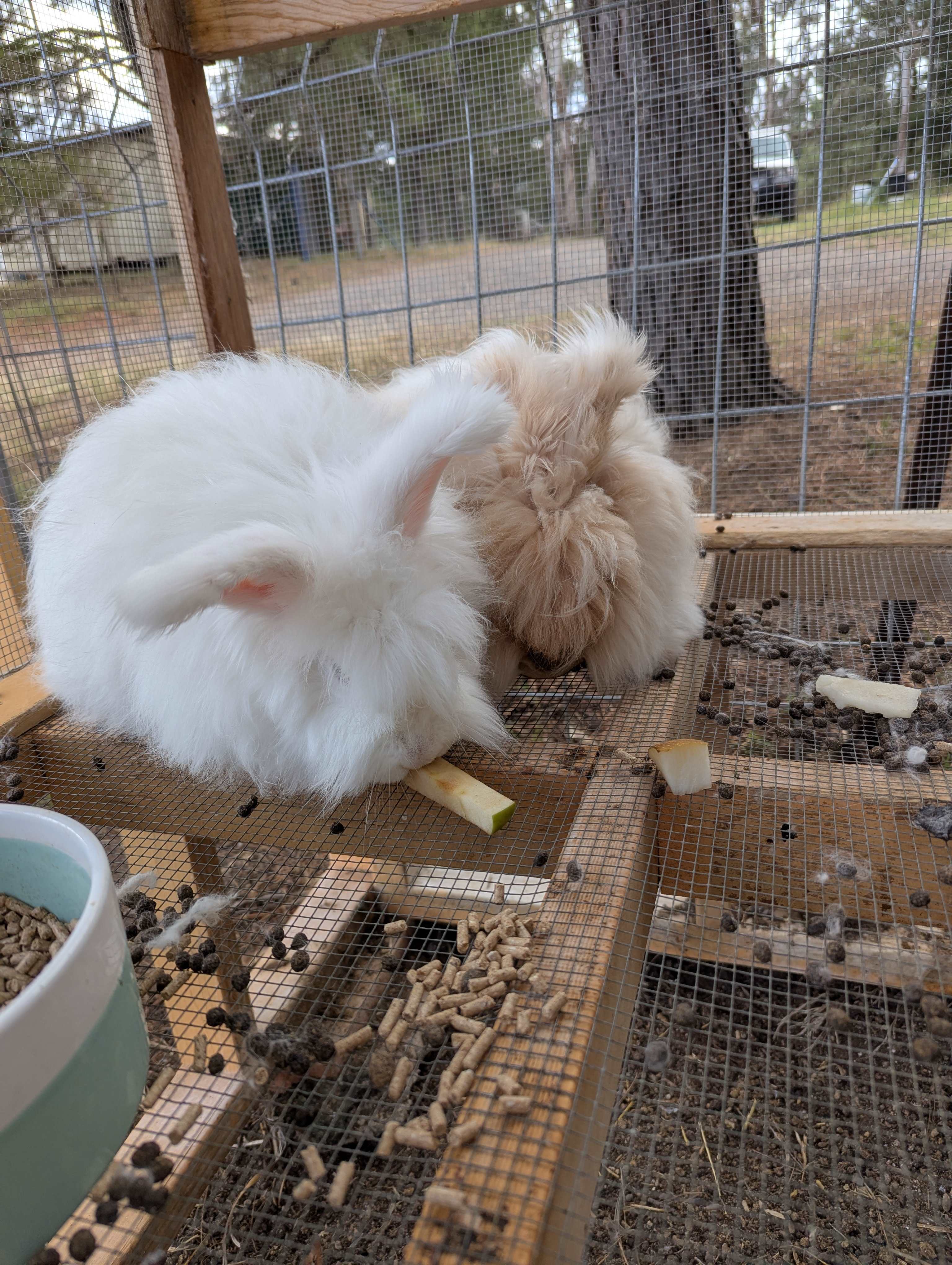We loved the bunnies