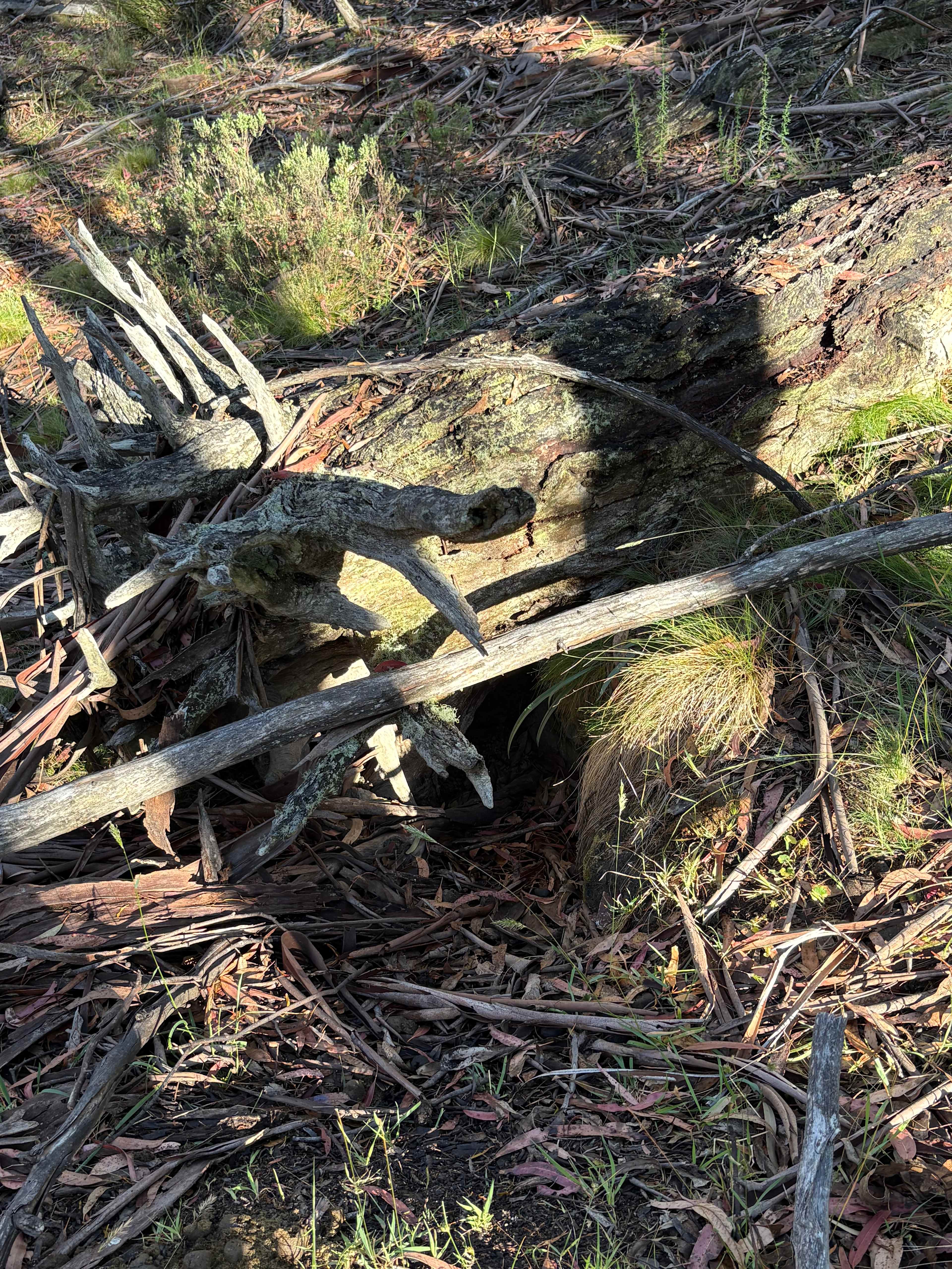 Old wombat hole. 