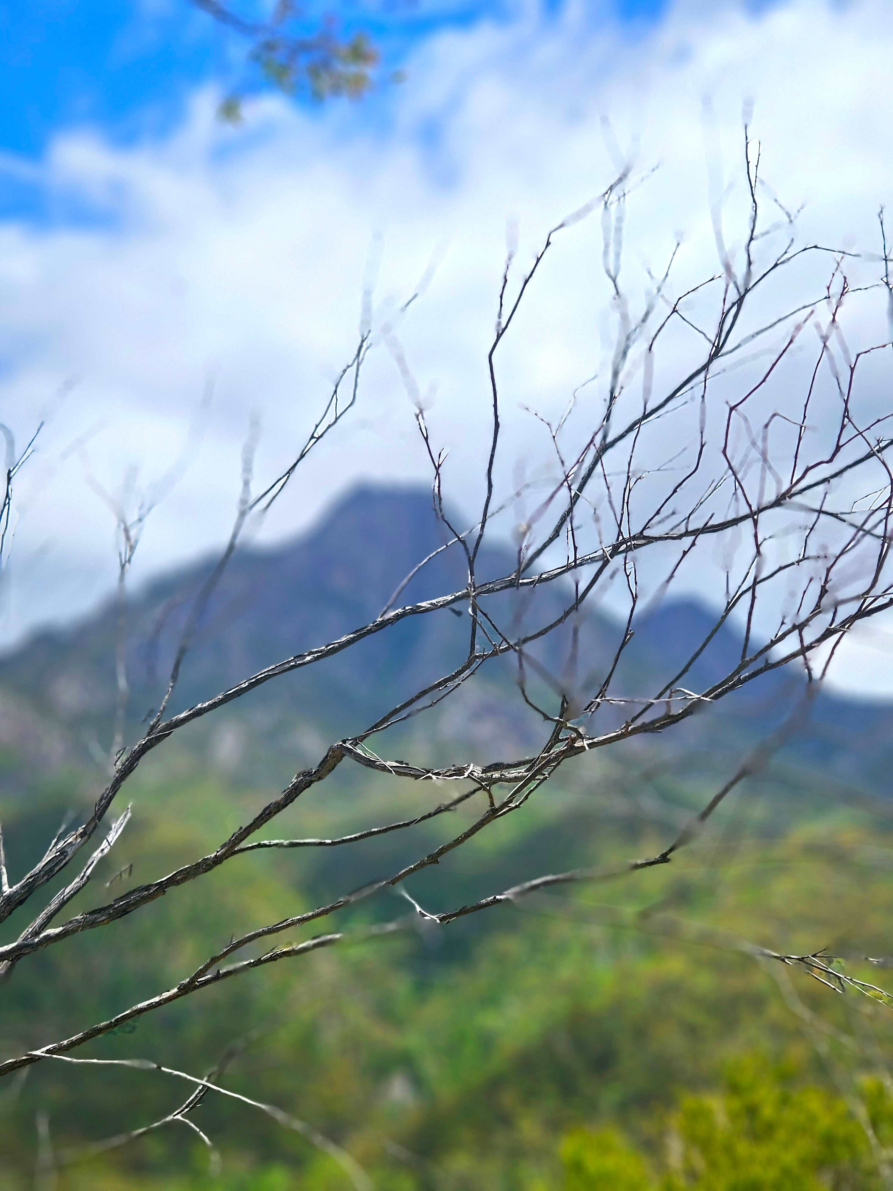 Mt Barney Lodge Eco Retreat