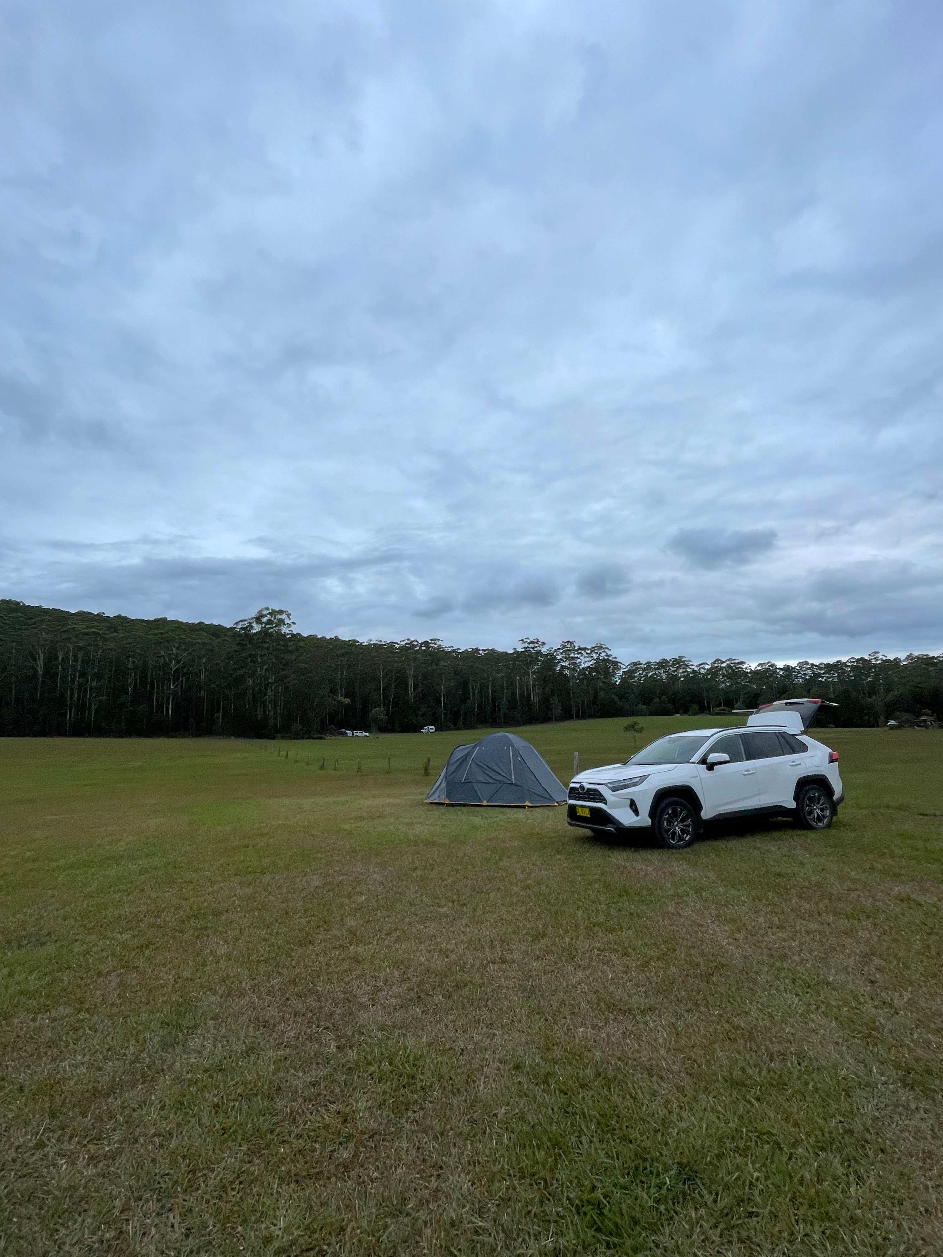 Spirit of the Forest