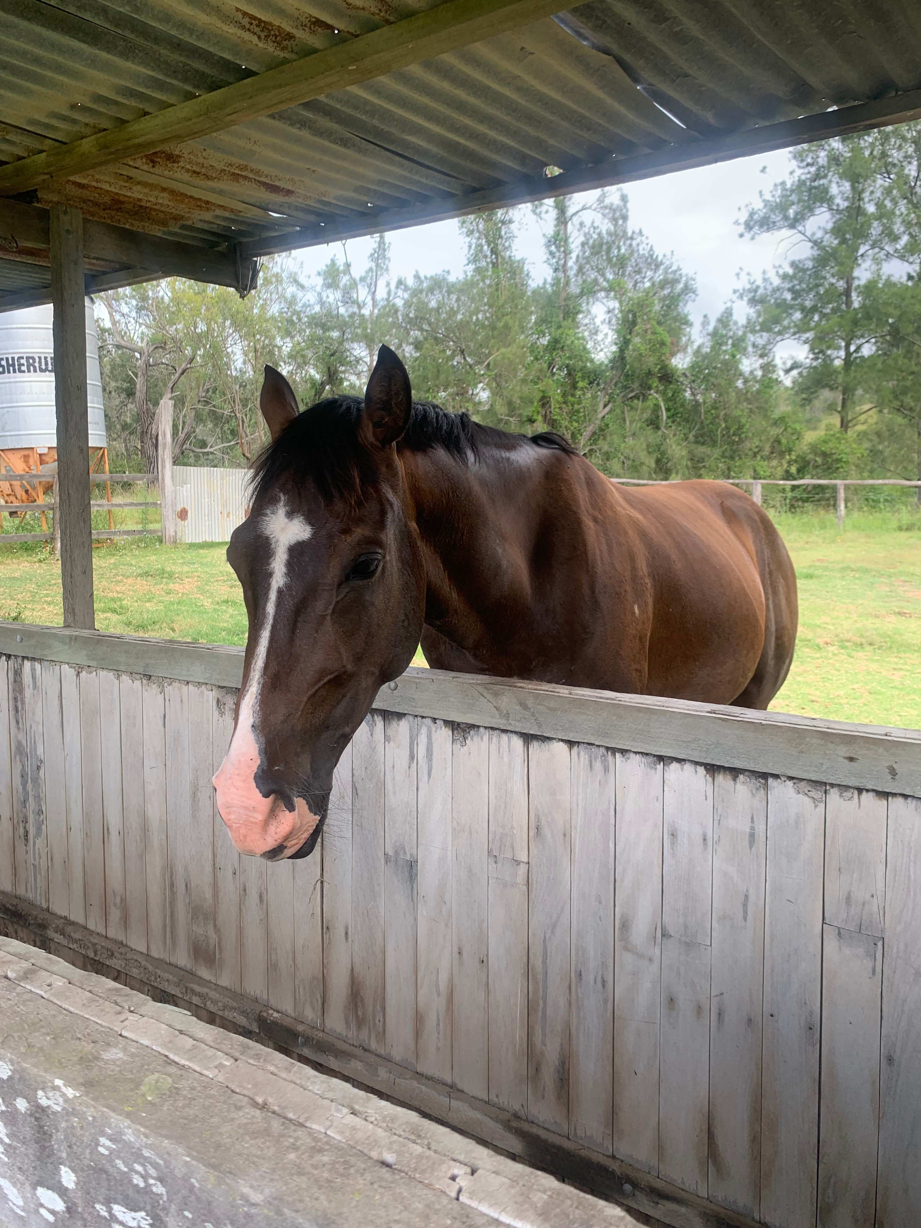 The horse came to say hello!