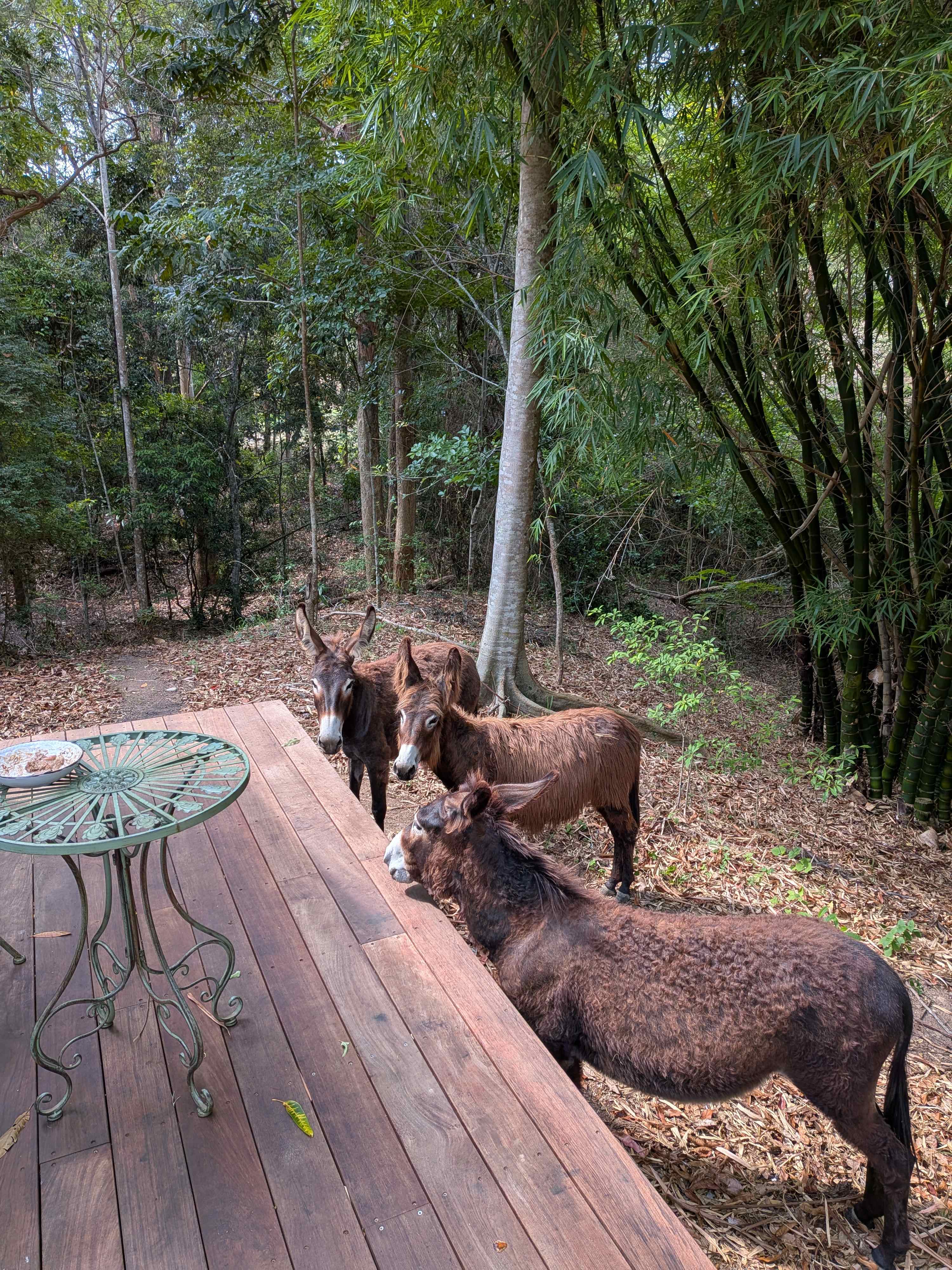 Shanlyn Farm • Breathe & Reconnect