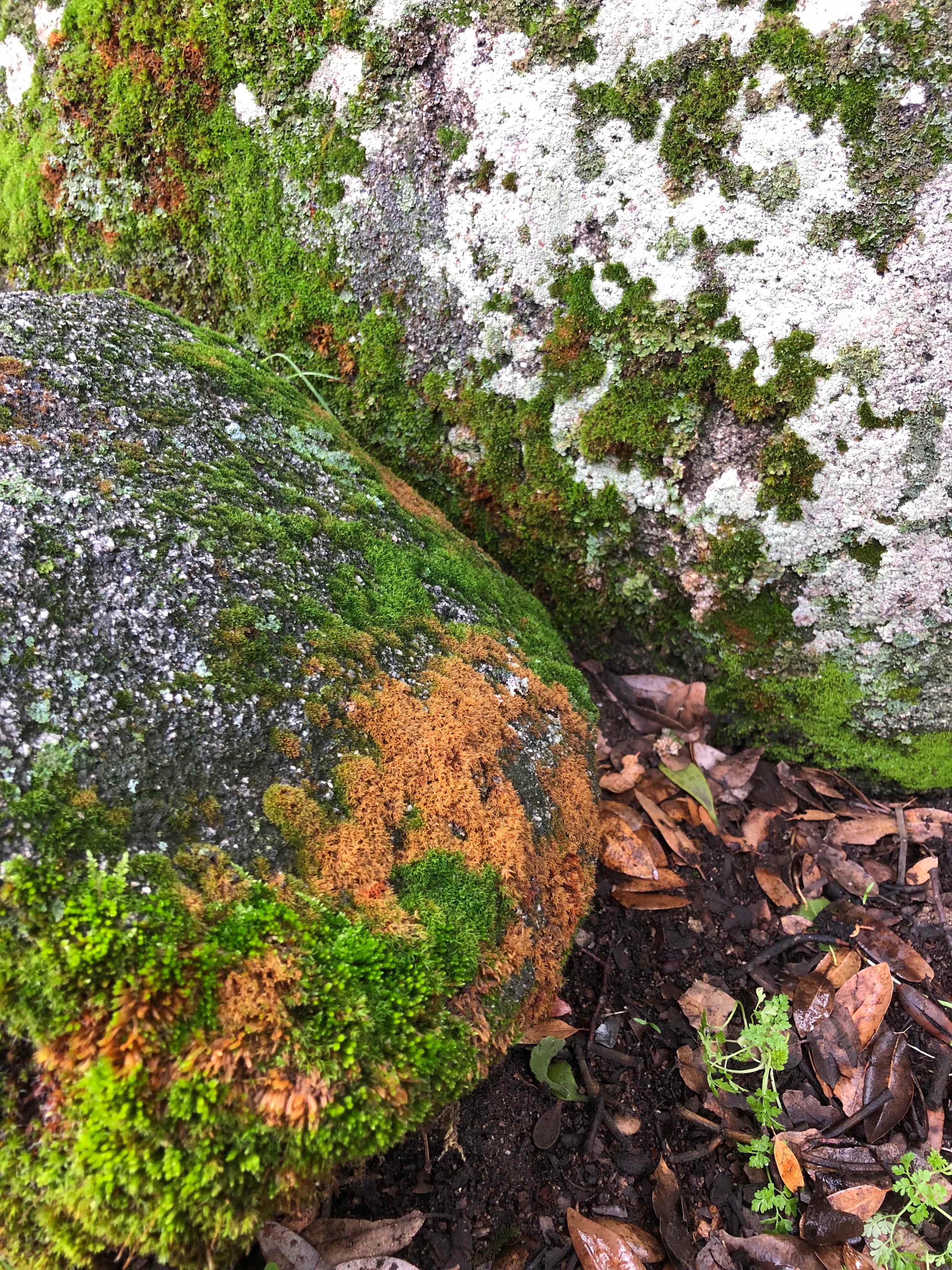 Camp 🏕 Gold Dust Vineyard