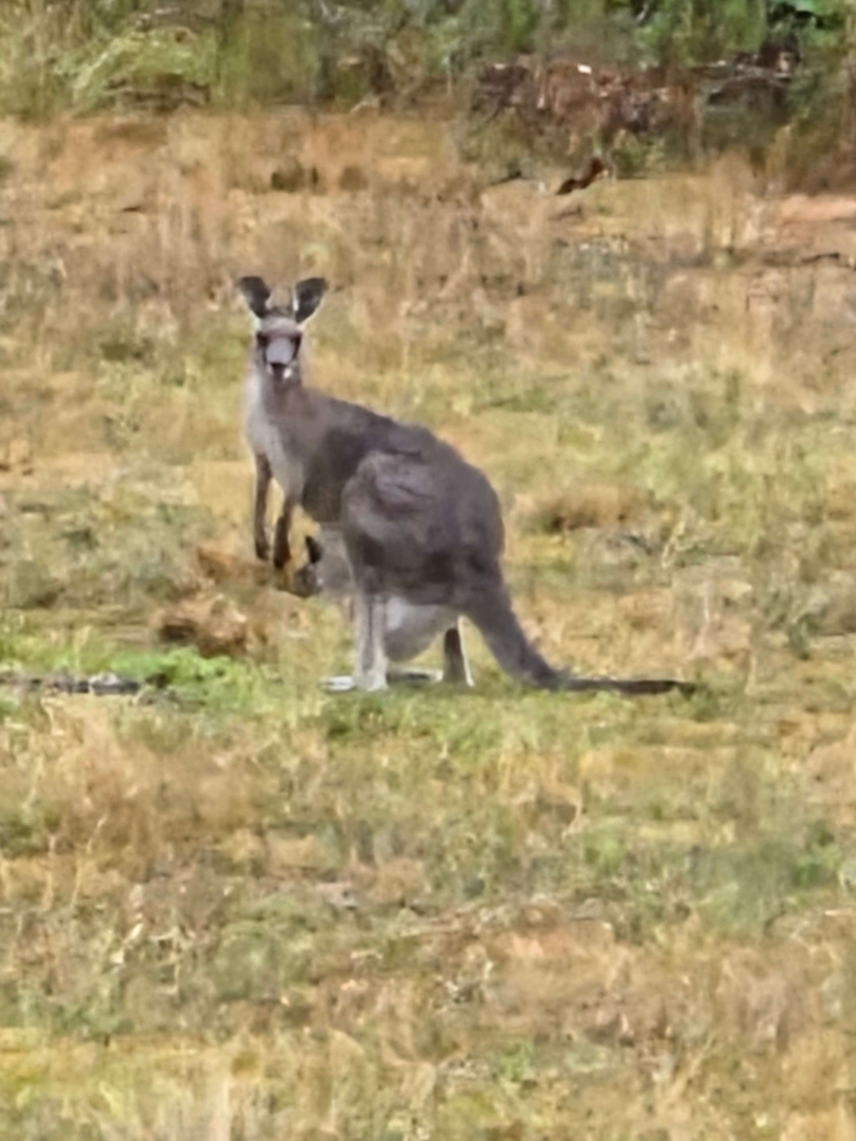 Wildwoods - Private bush surrounds