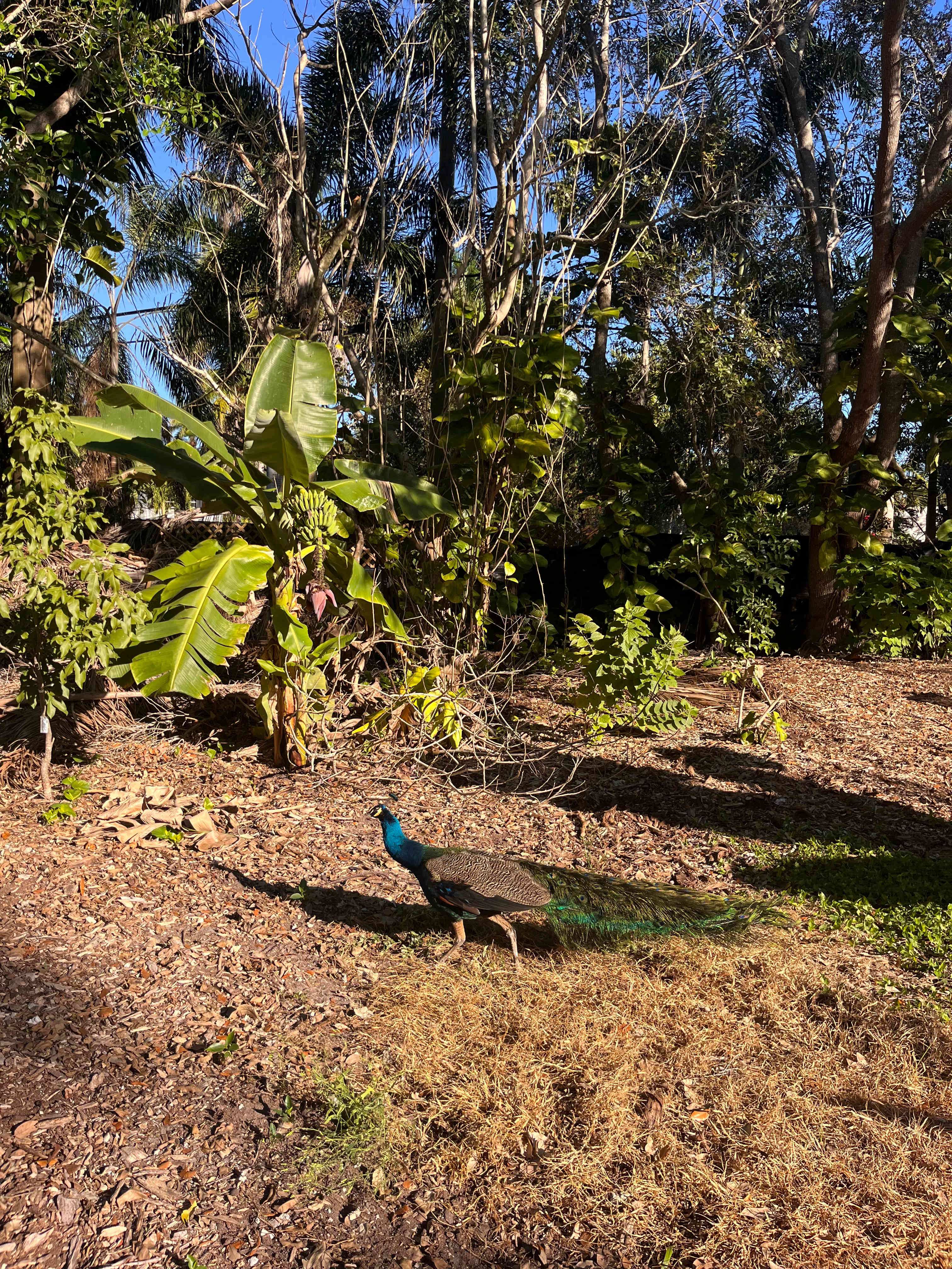 Honeys Place: Urban Camping Oasis