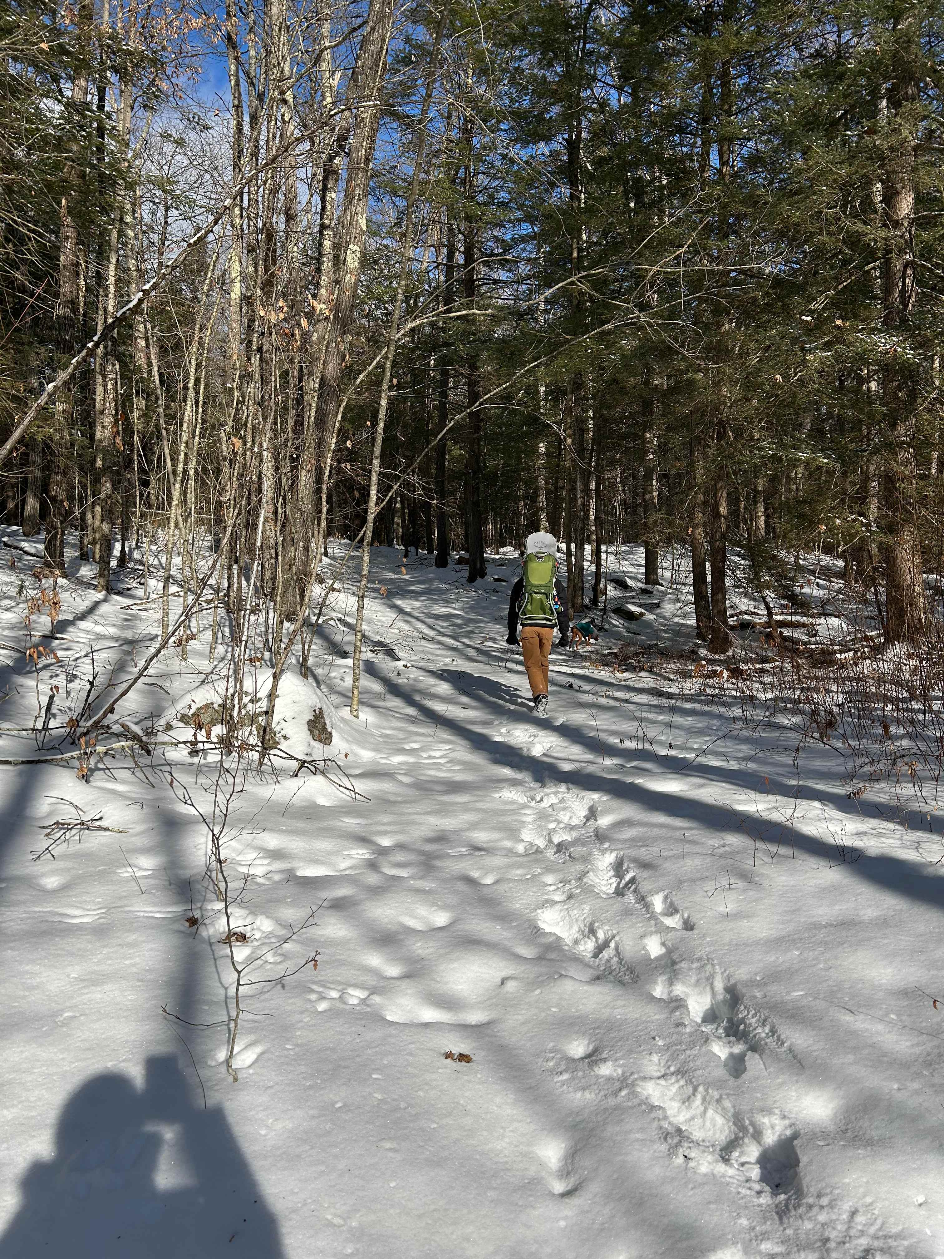 Salamander Hollow Healing Habitat