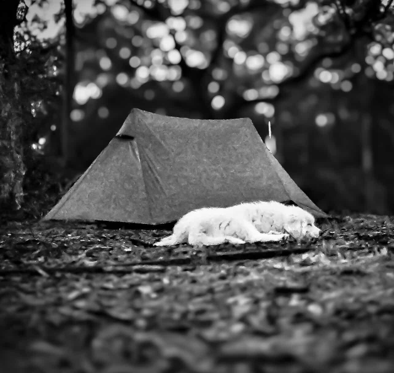 The Enchanted Garden