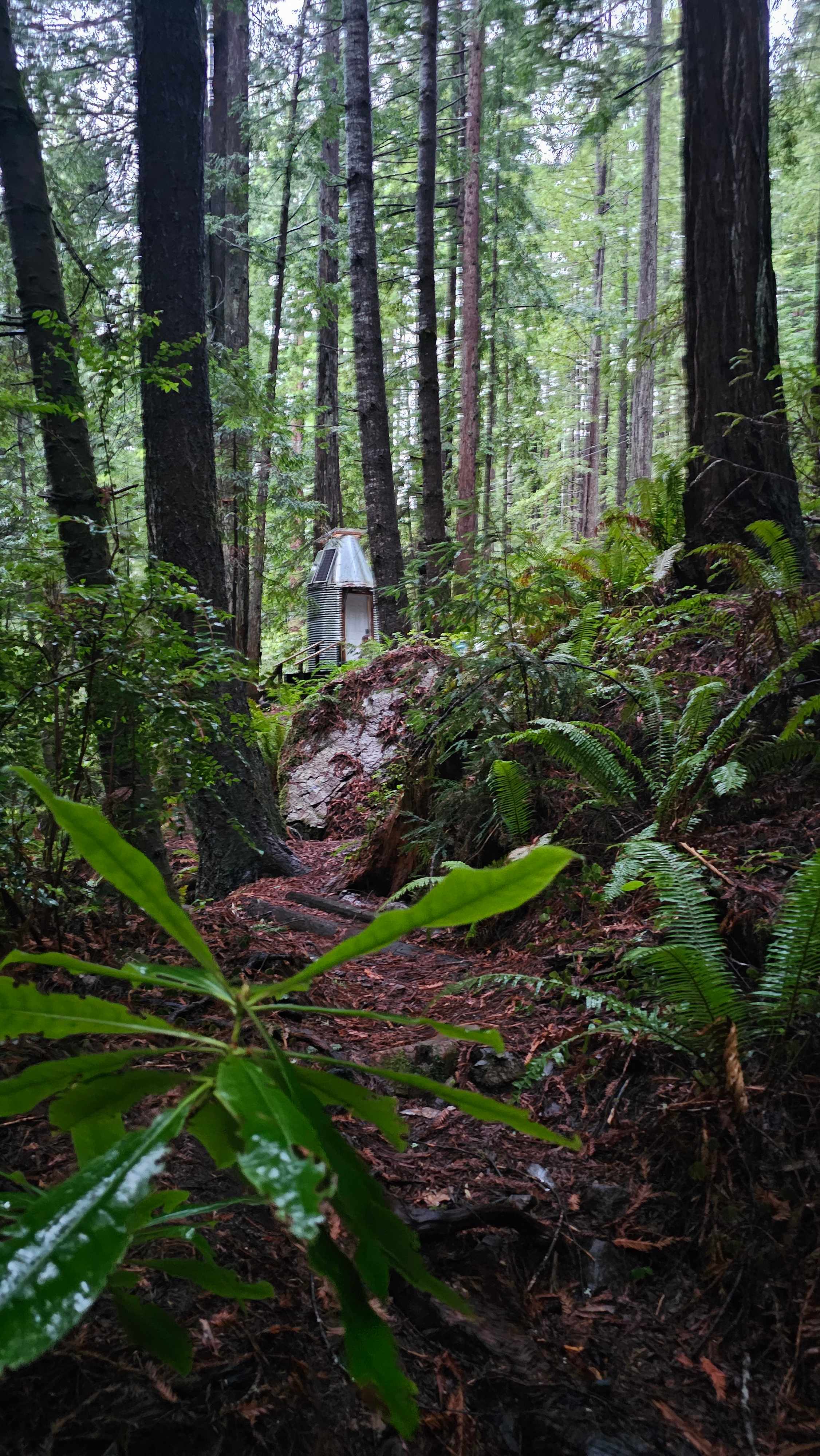 Whispering Redwood Creek