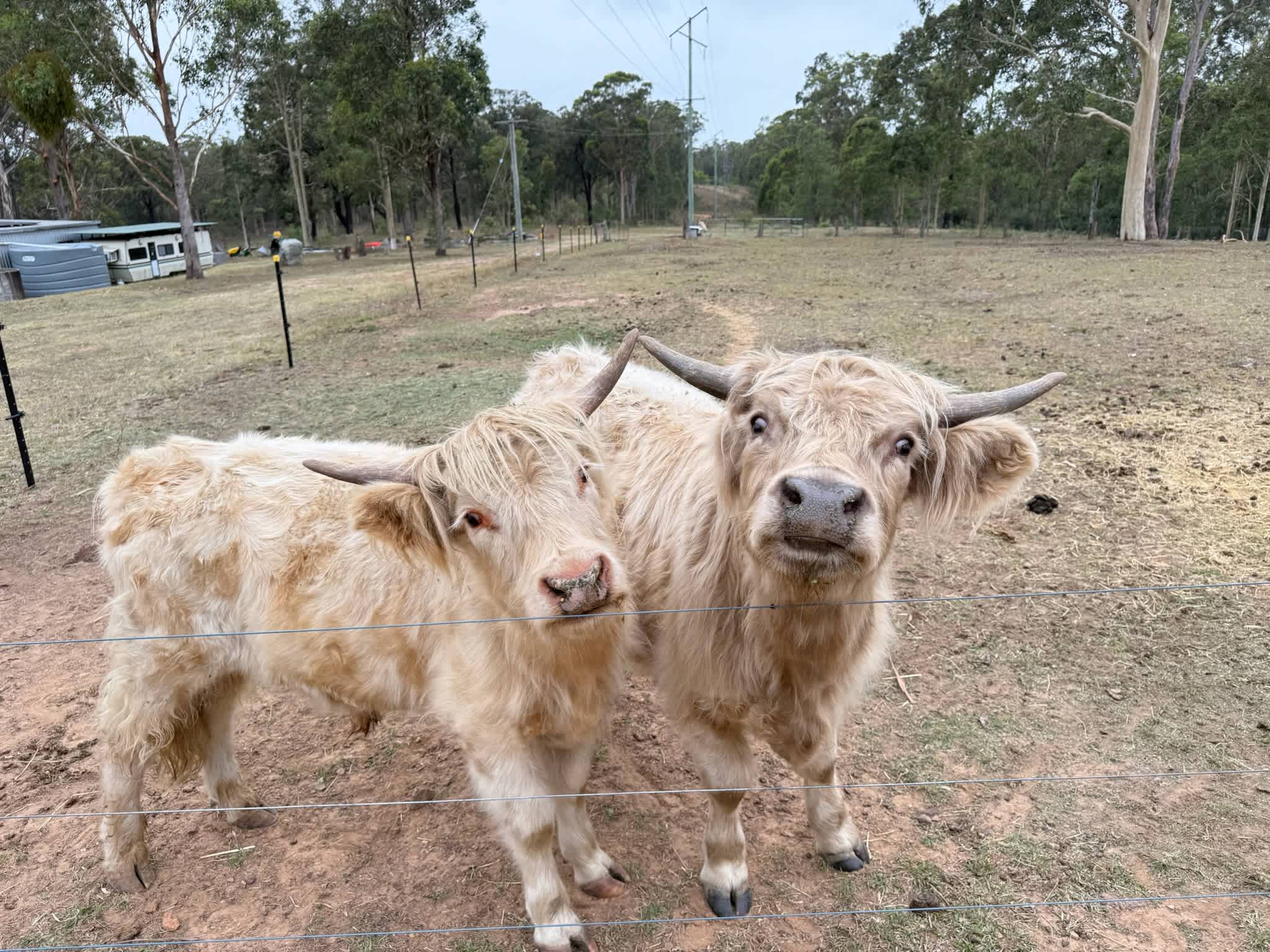 Eeyore And Snore Hunter Valley