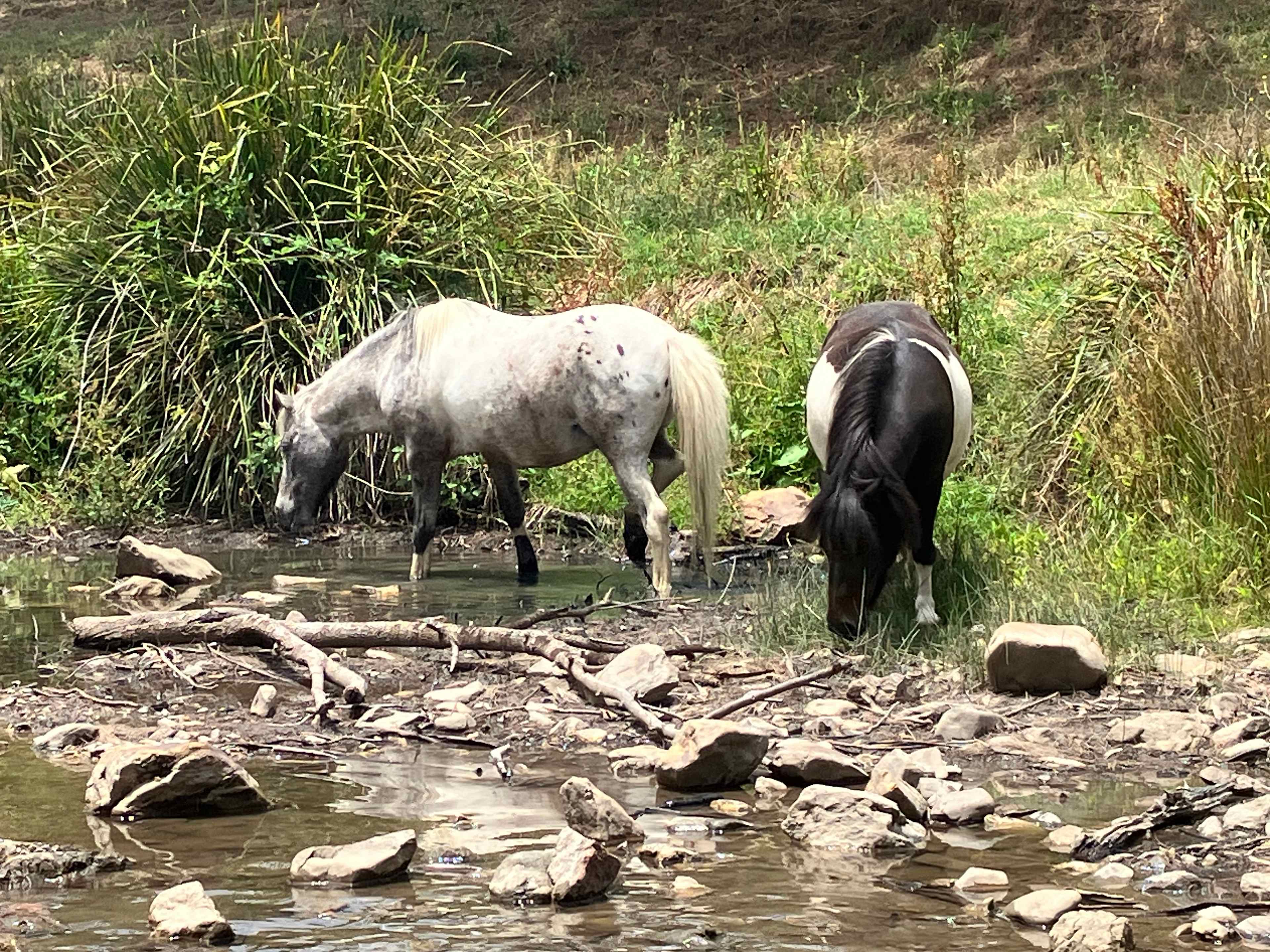 Riverside Camping, Glamping, Cabins