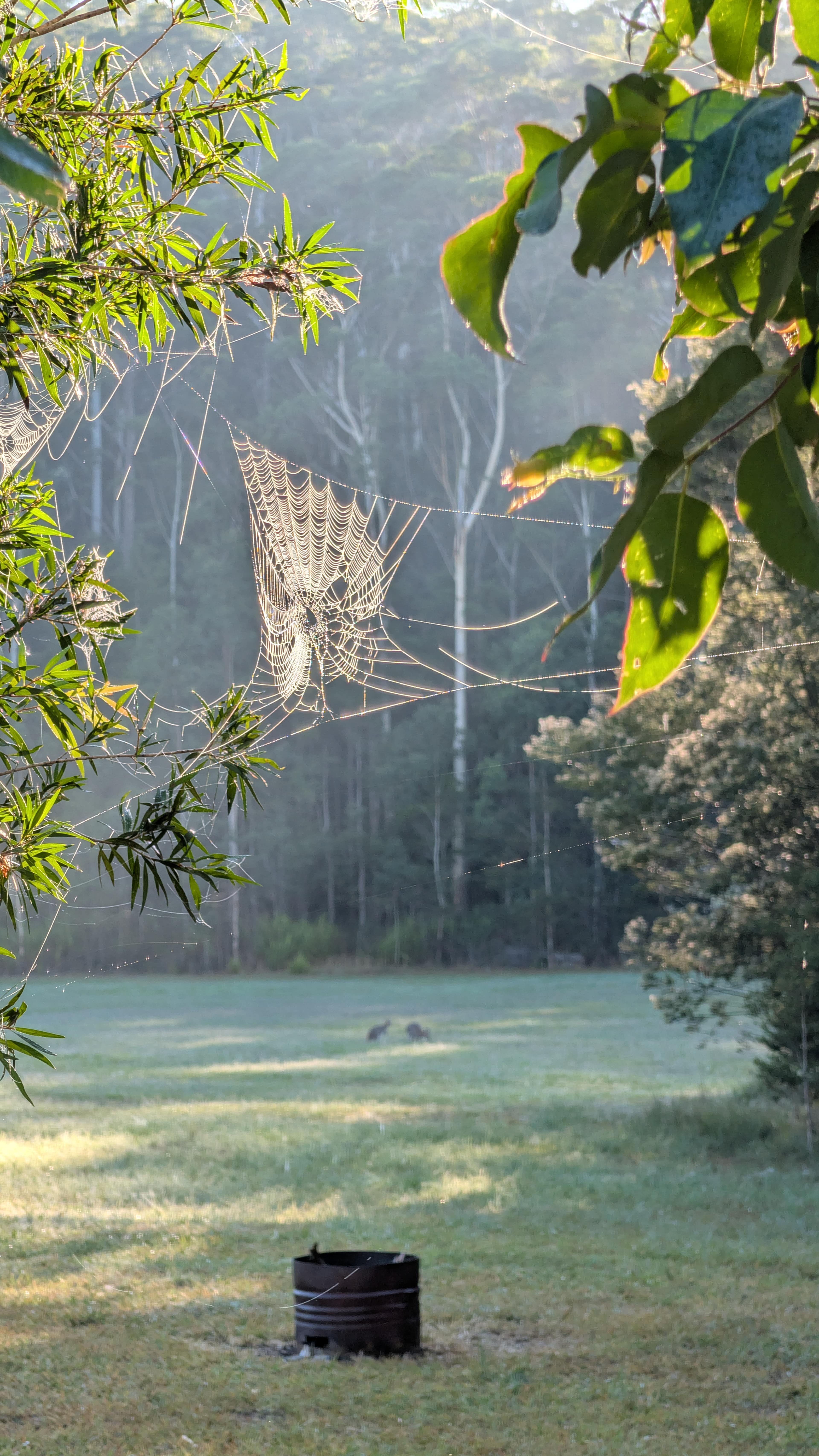 Spirit of the Forest