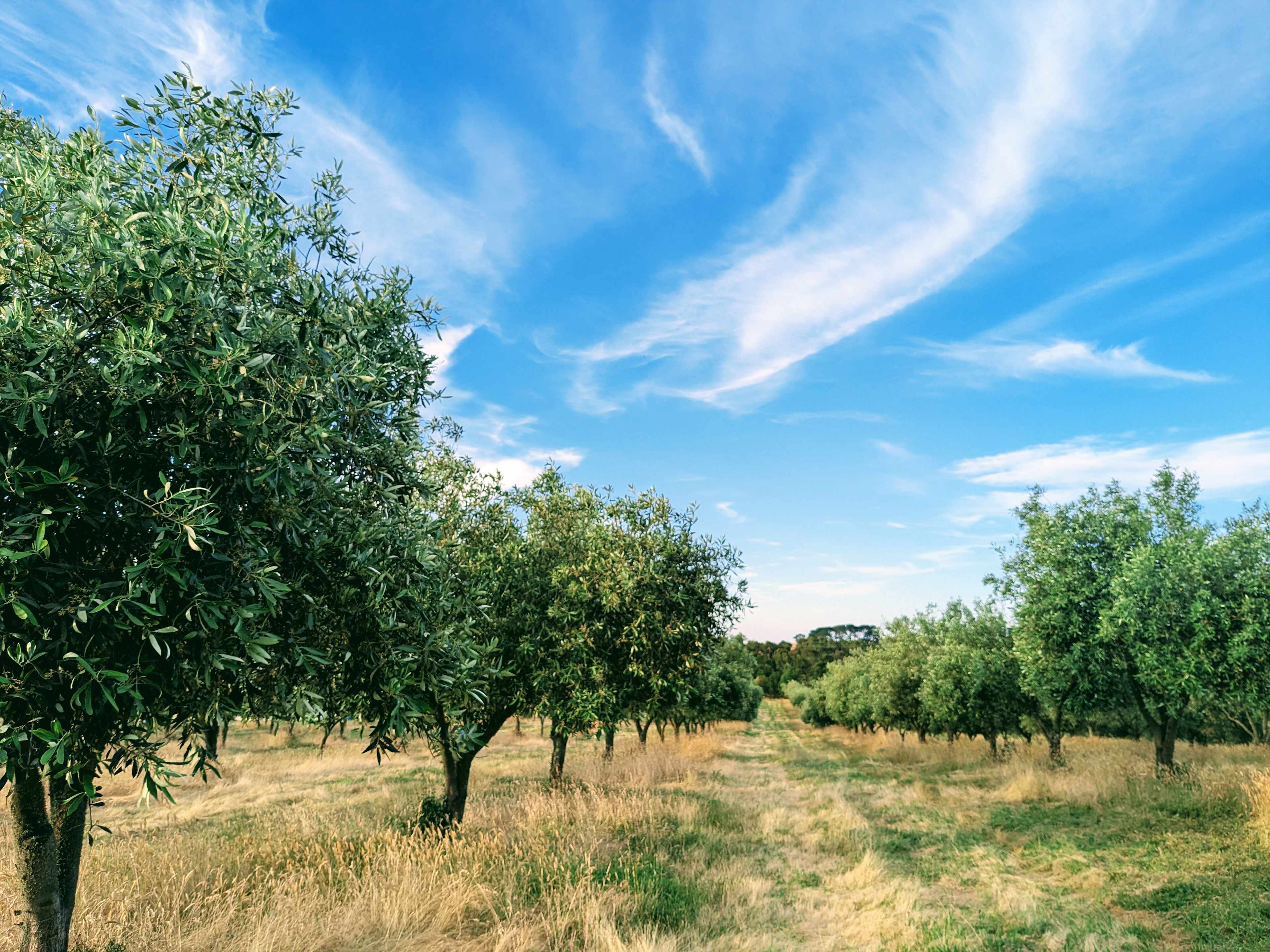 Olive Farm