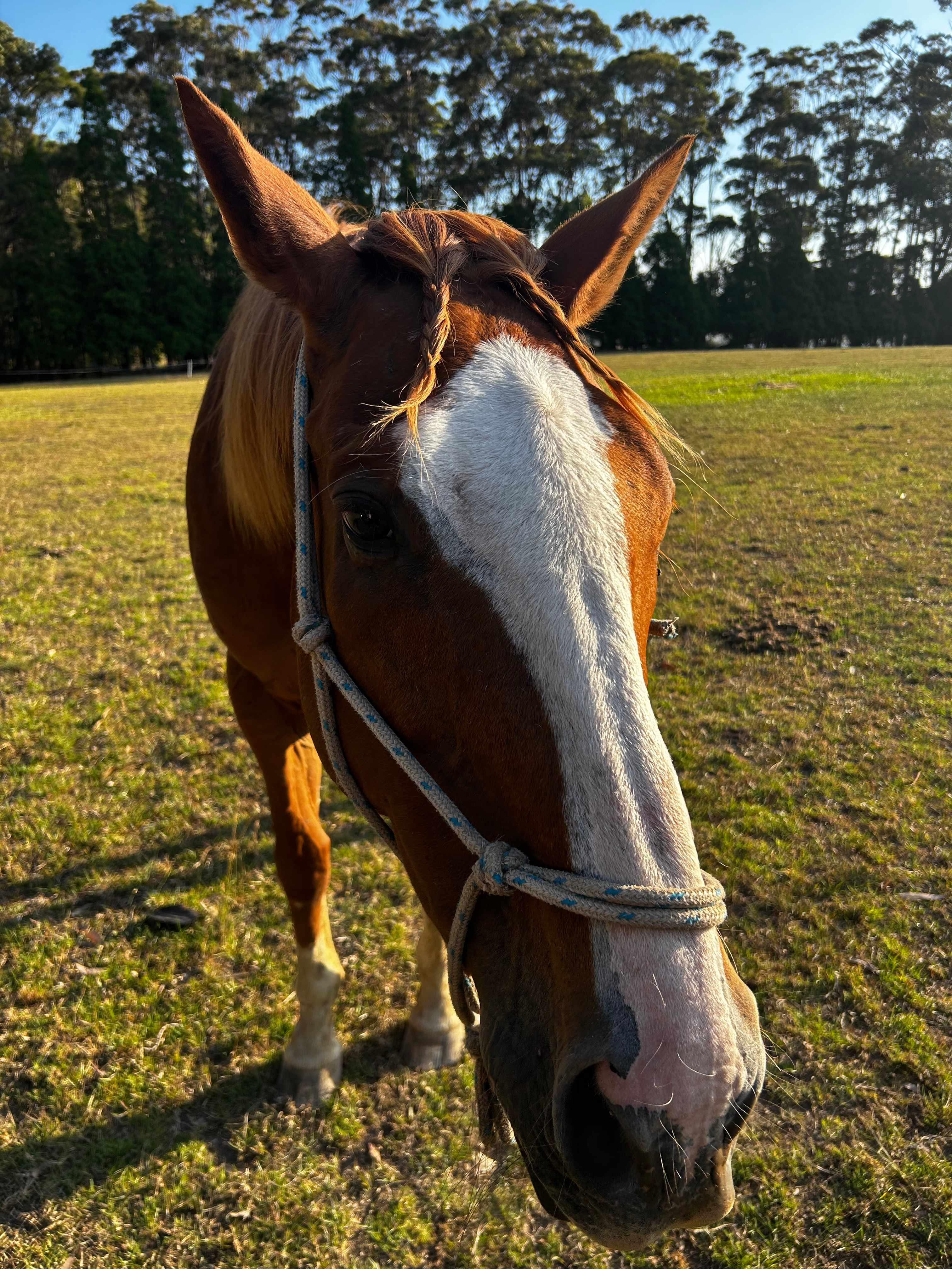 Figtree Camp @ Mystery Bay
