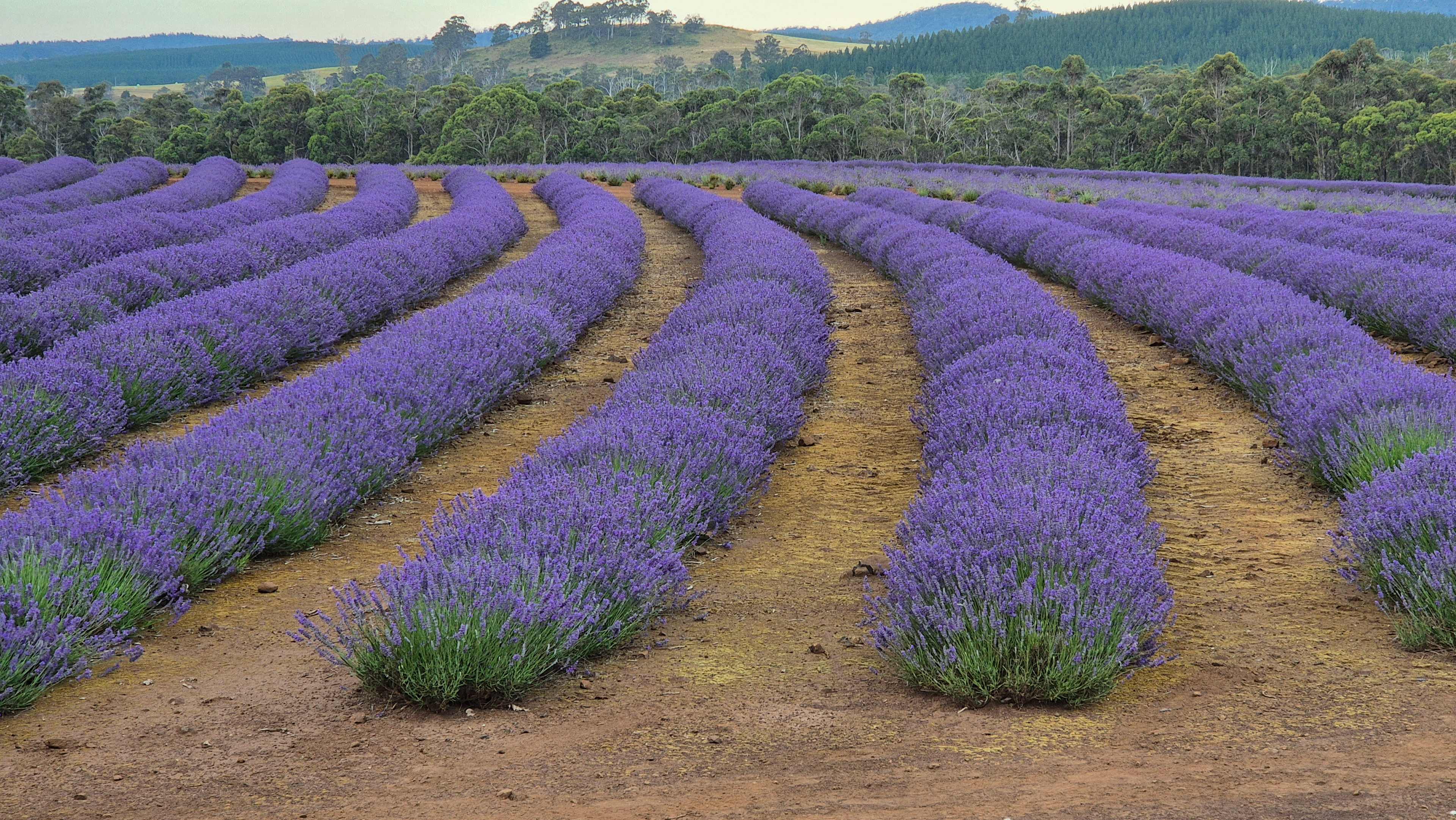 Mabel's Paddock RV Farm Stay