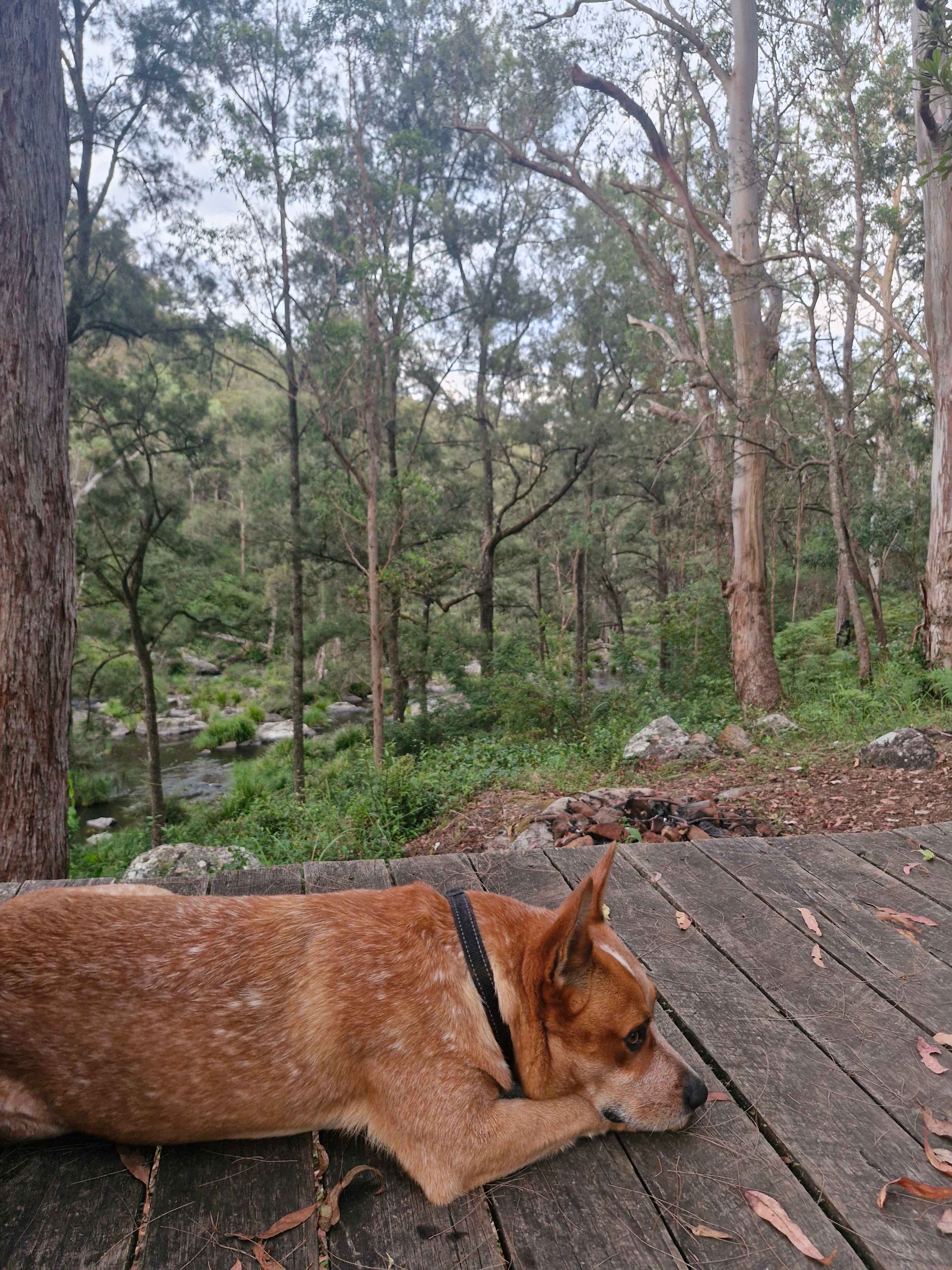 Blicks River Camping