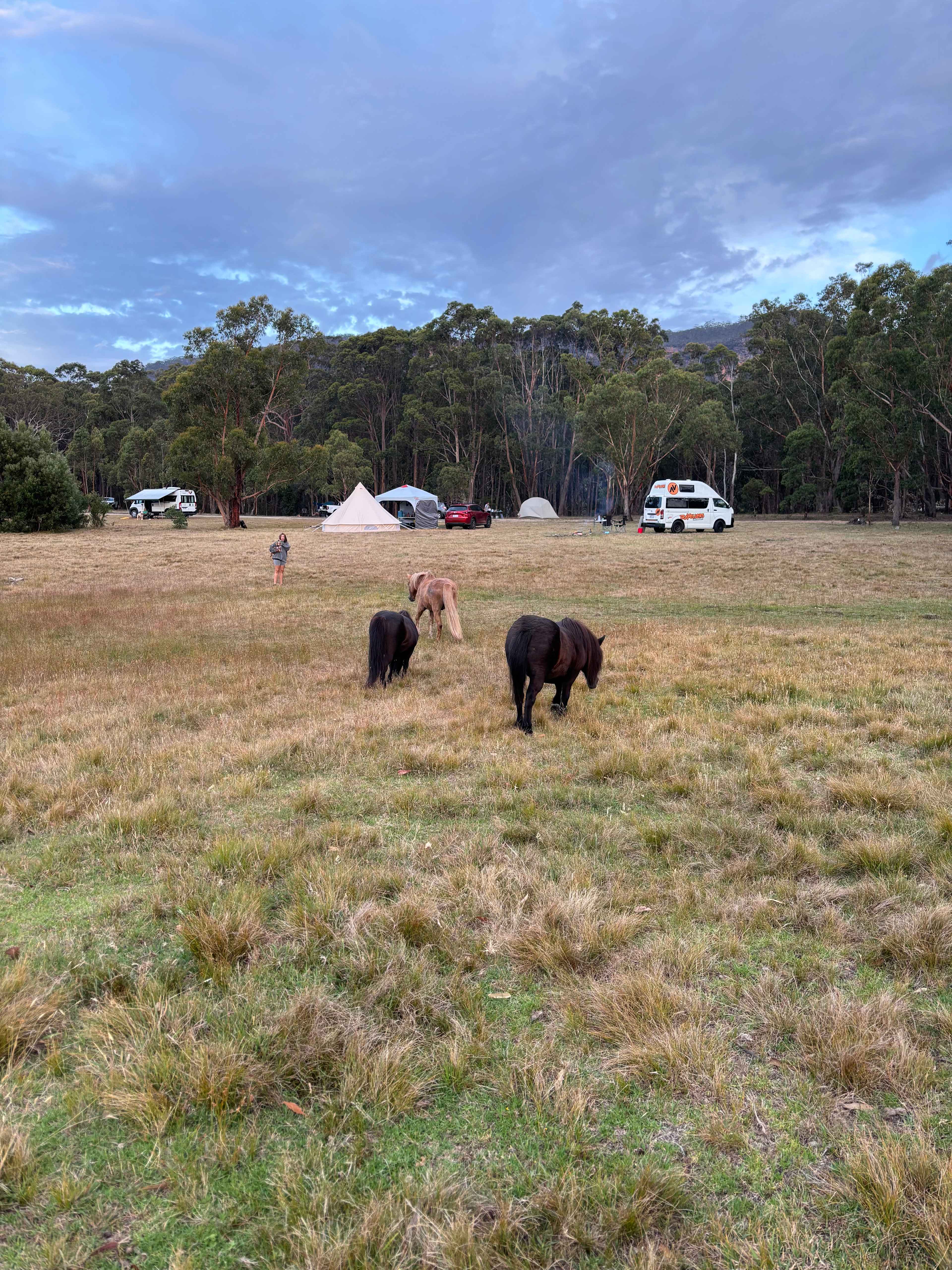 Megalong Valley Farm